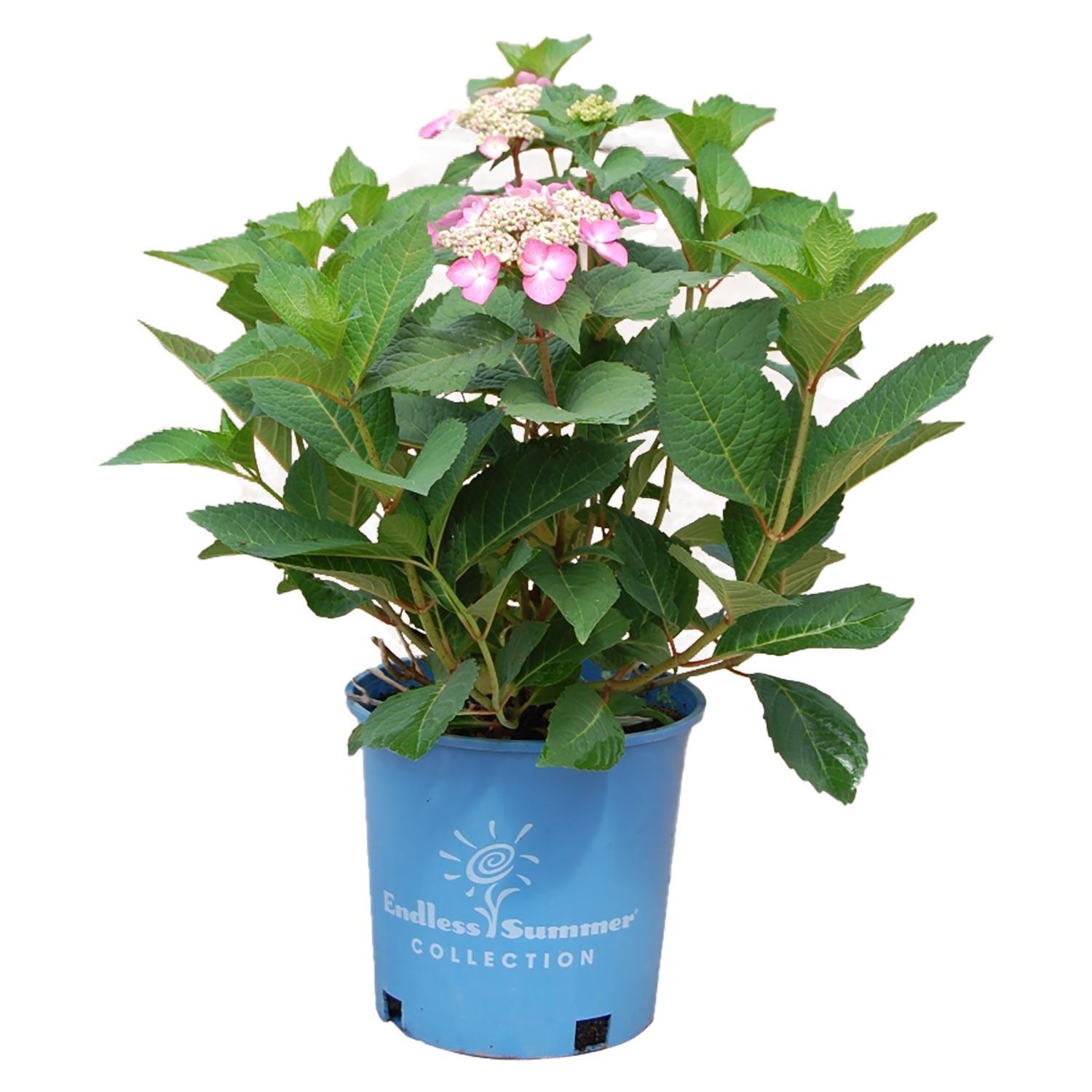 Twist-N-Shout Hydrangea-2G