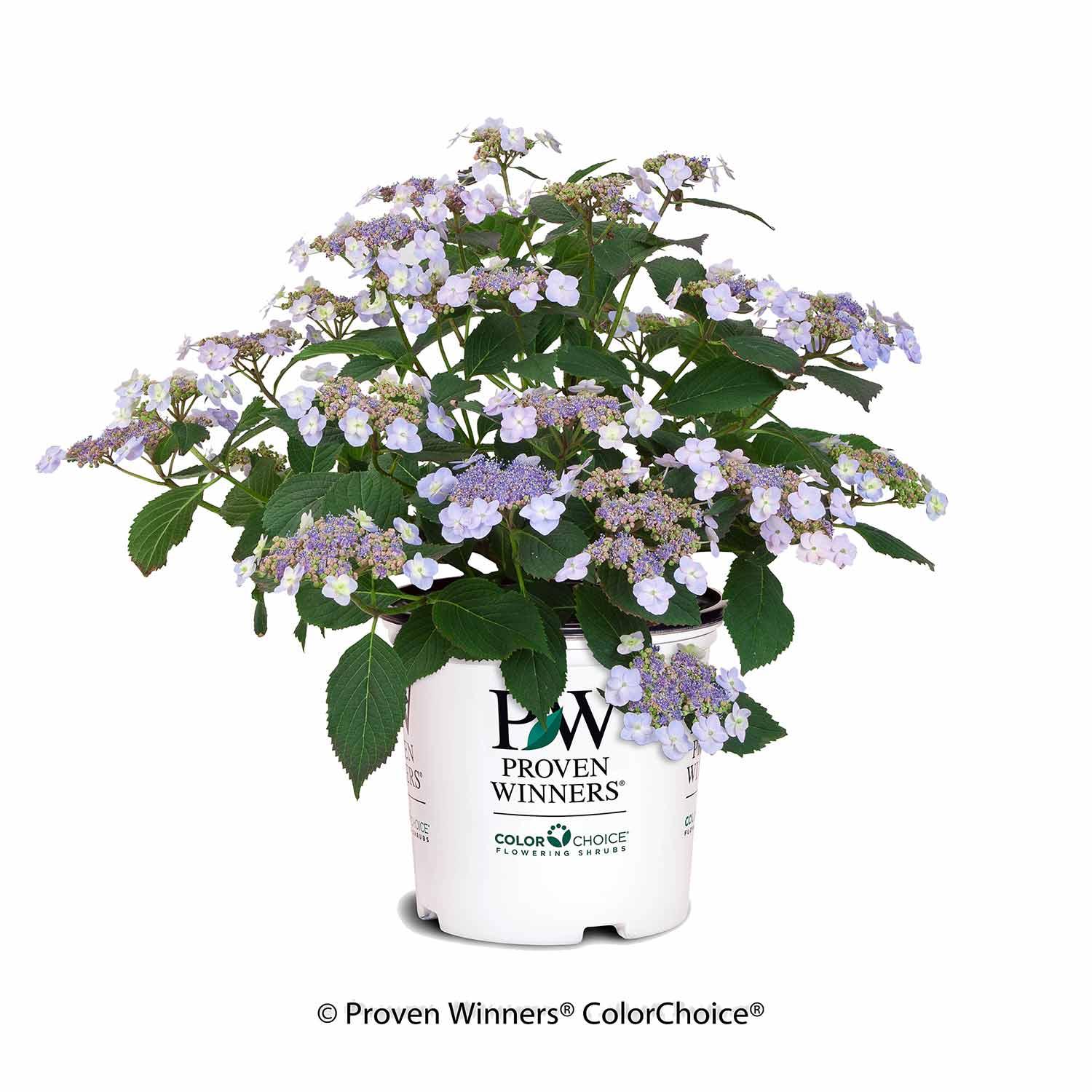 Hortensia de montagne Tiny Tuff Stuff PW, 2 gal