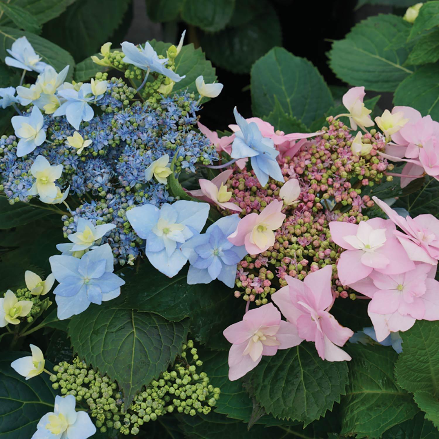Hortensia de montagne Tuff Stuff Ah-Ha PW