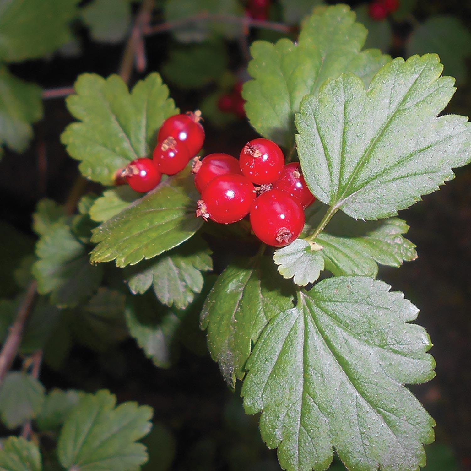 Alpine Currant-2G