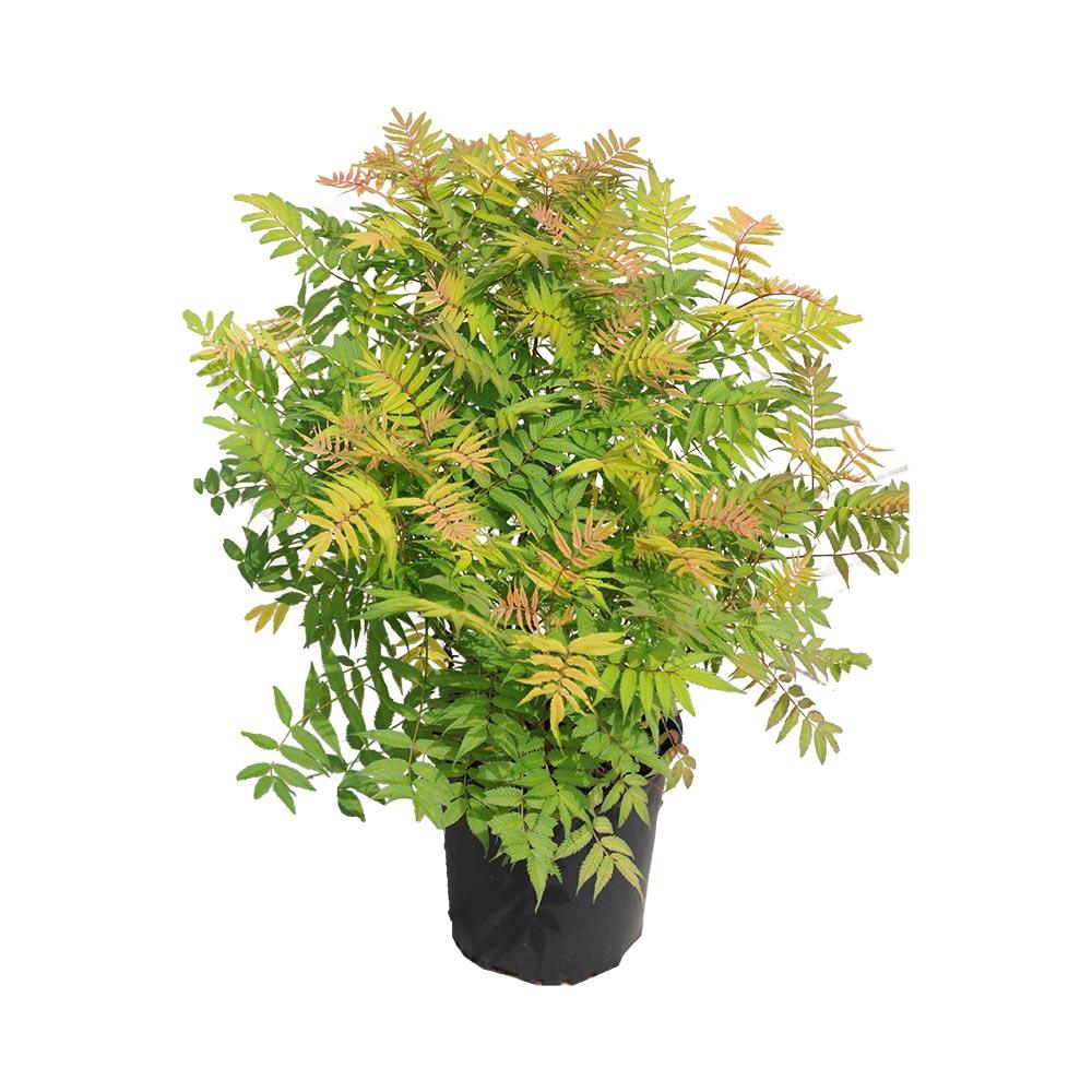 False Spirea-2G