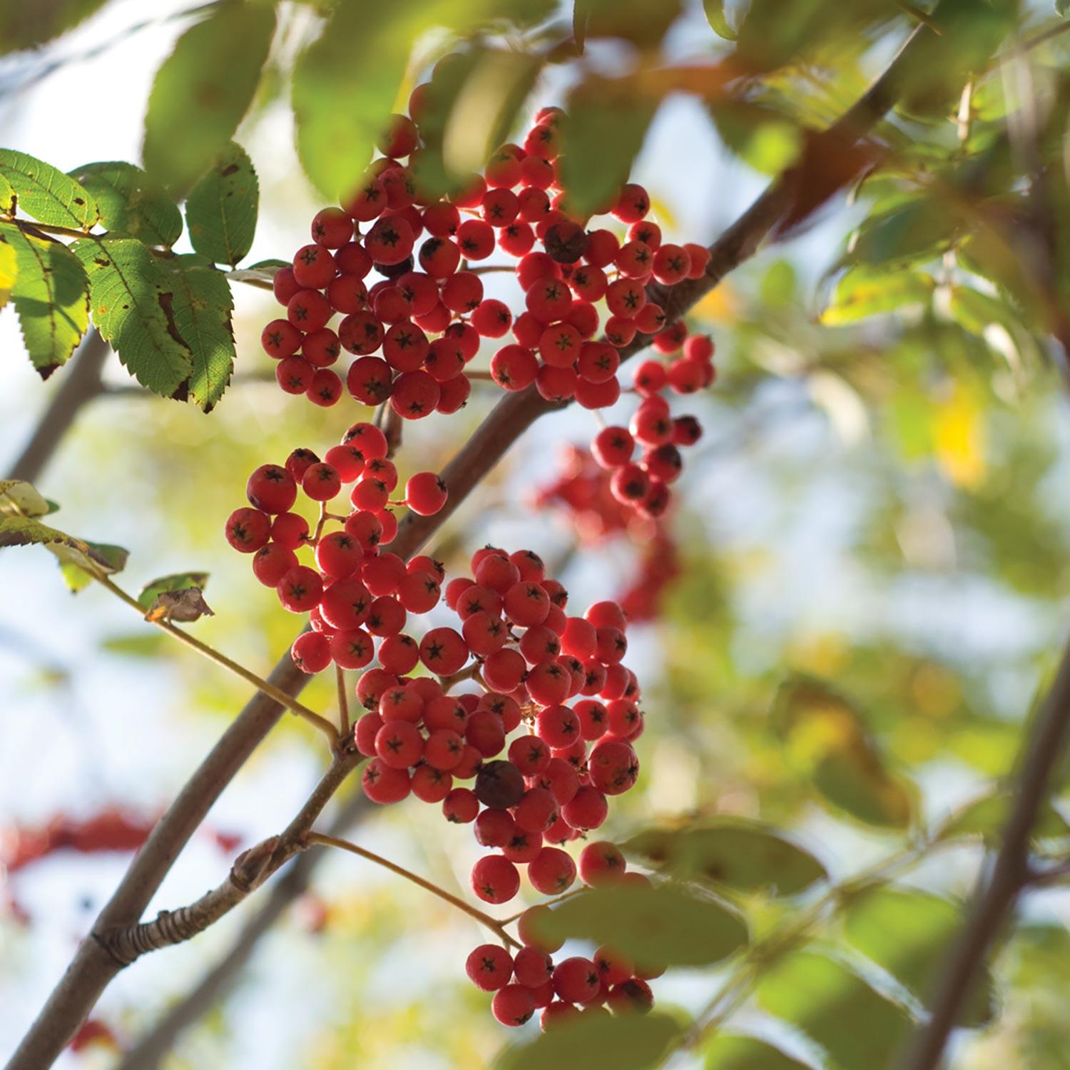Cardinal Royal European Mountain Ash-15G