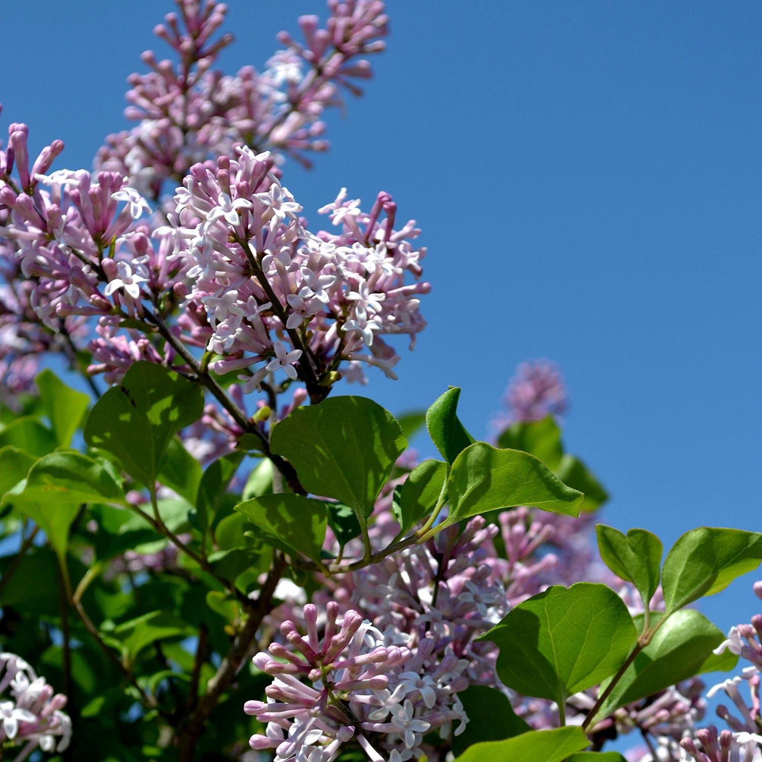 Dwarf Korean Lilac-3G
