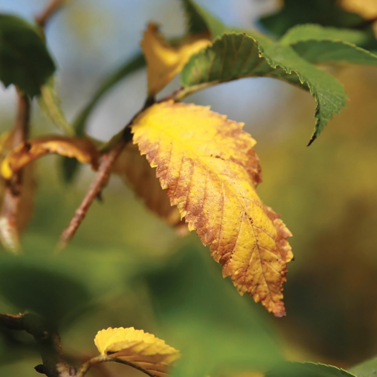 Valley Forge American Elm-15G