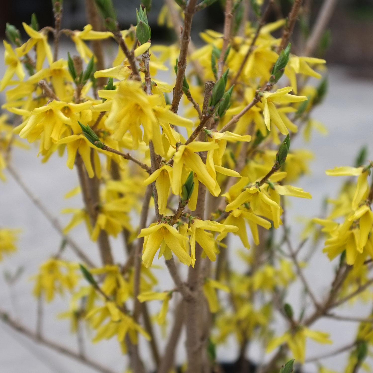 Northern Gold Early Forsythia 3G