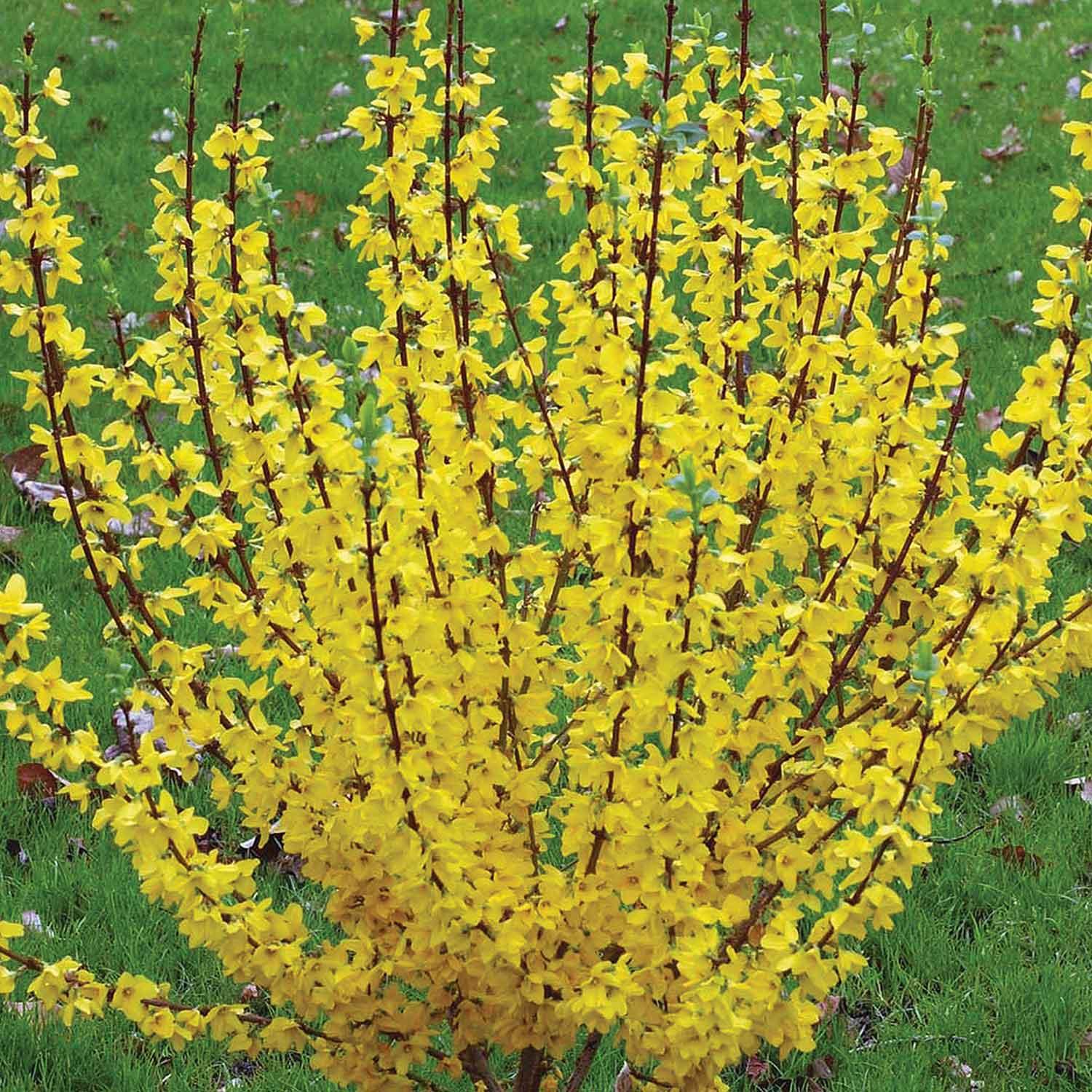 Forsythia Show Off PW 2G