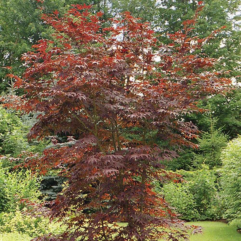 Japanese Maples Assorted 10G

