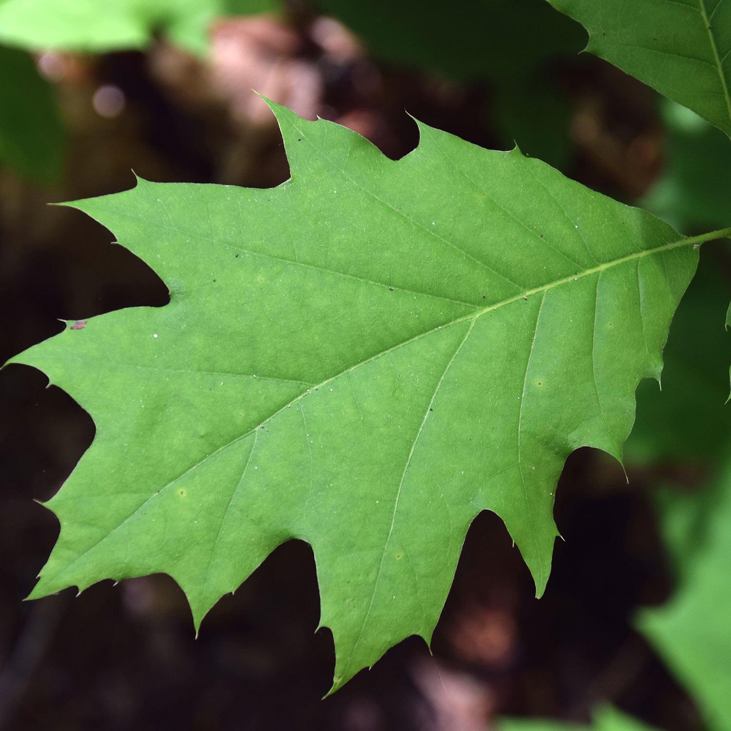 Red Oak 7G
