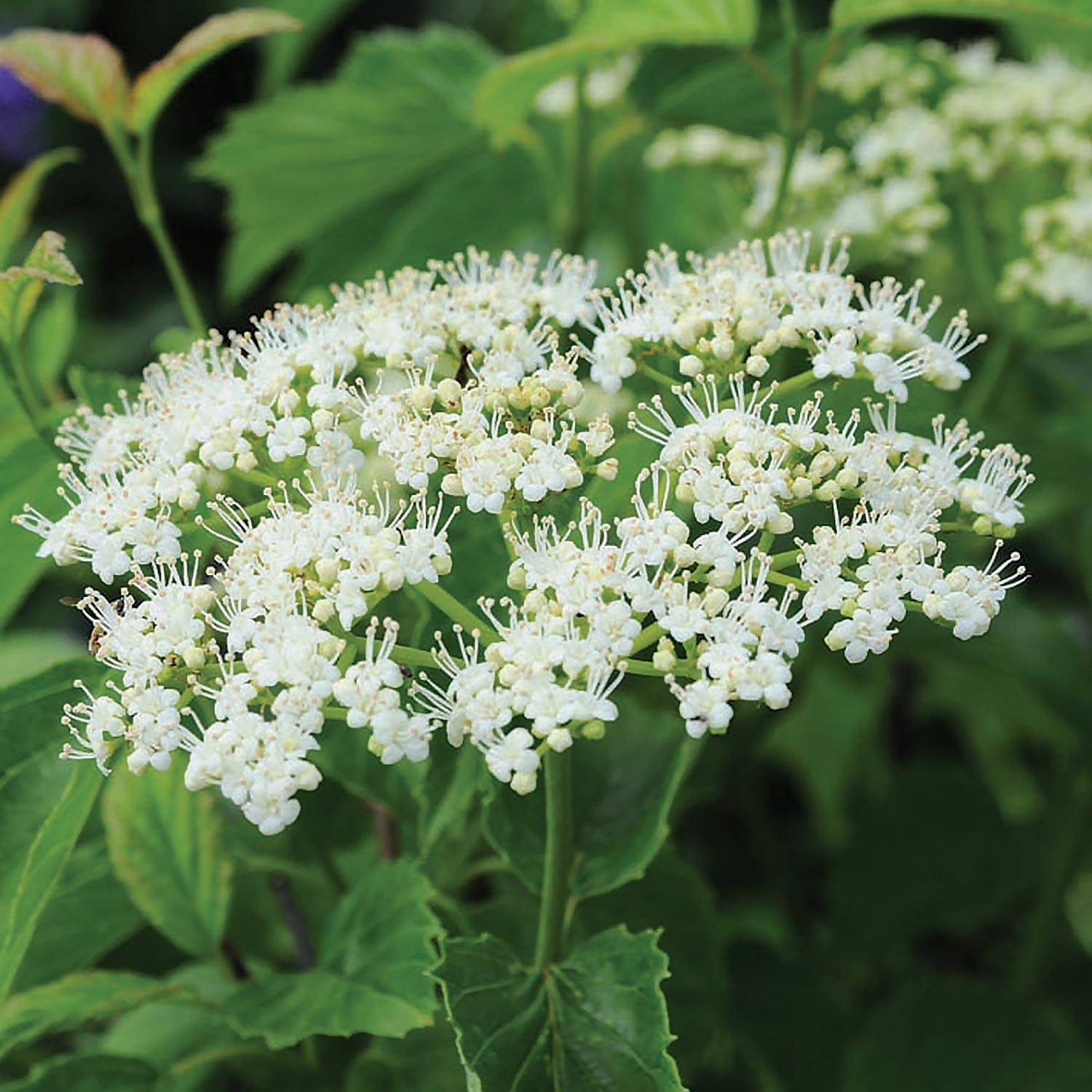 Arrowwood Viburnum 2G