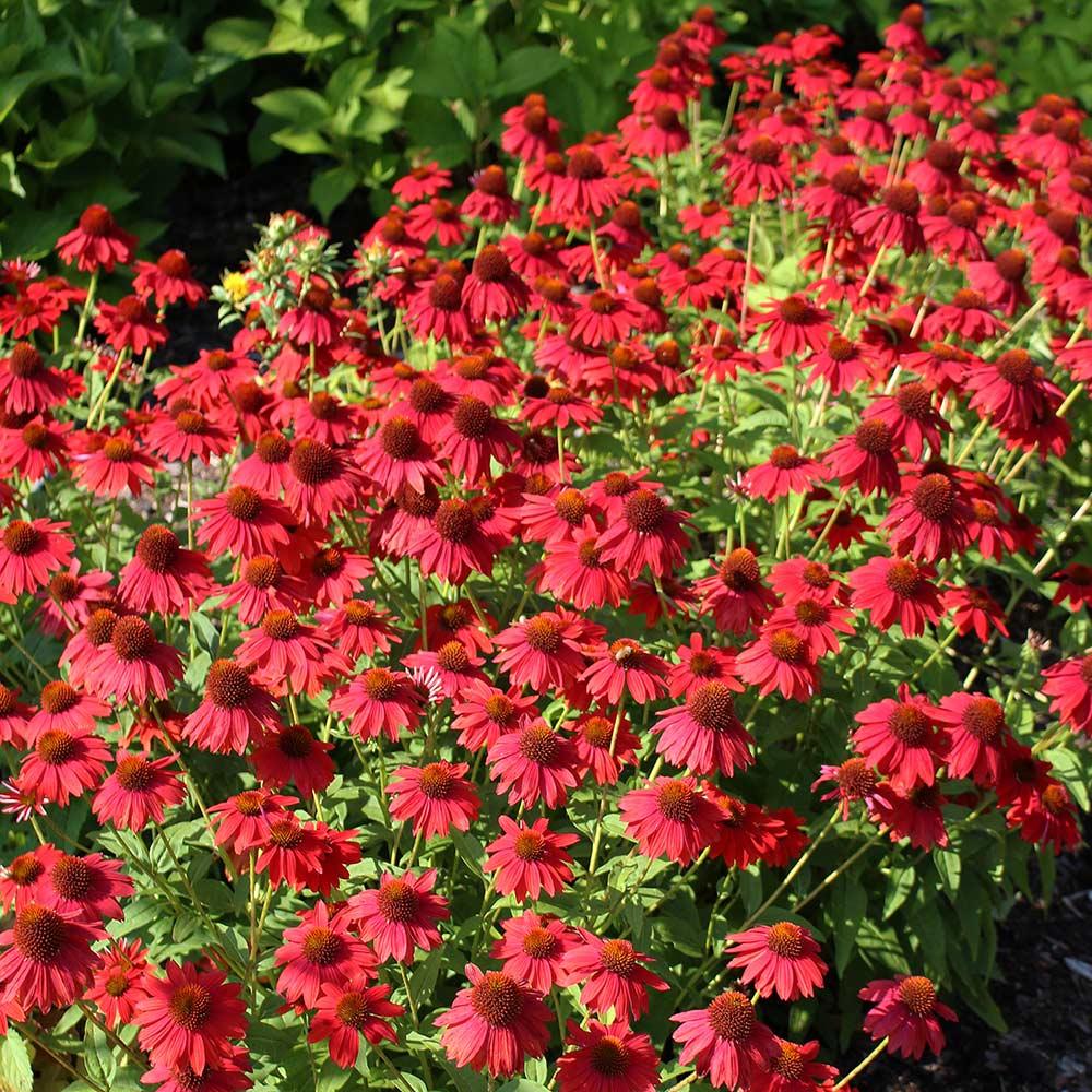 Echinacea Deluxe Assortment 1G