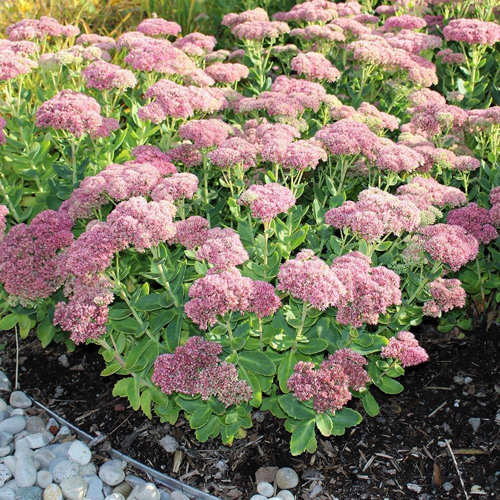 Sedum Deluxe Assortment 1G