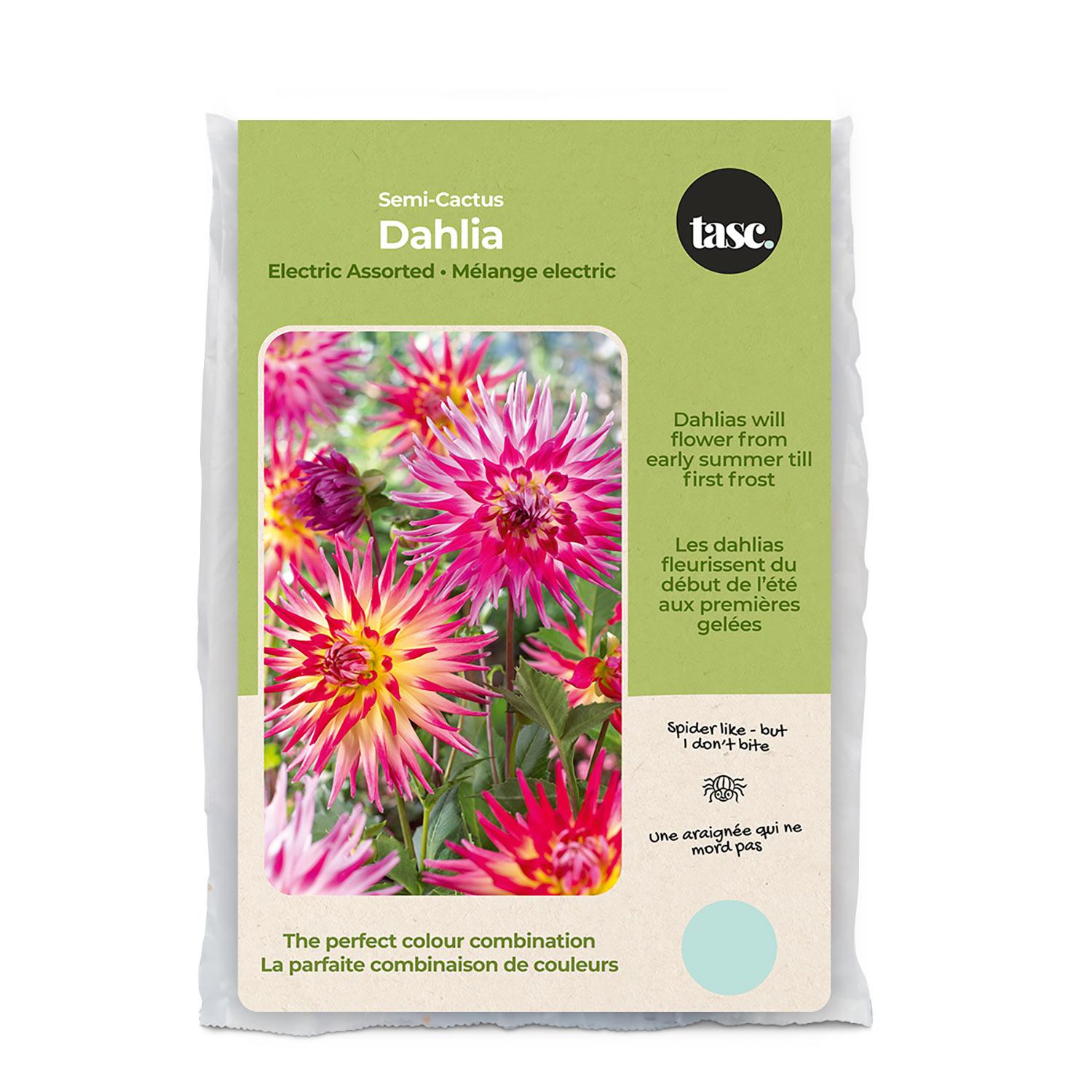 Bulbe de printemps dahlia semi-cactus