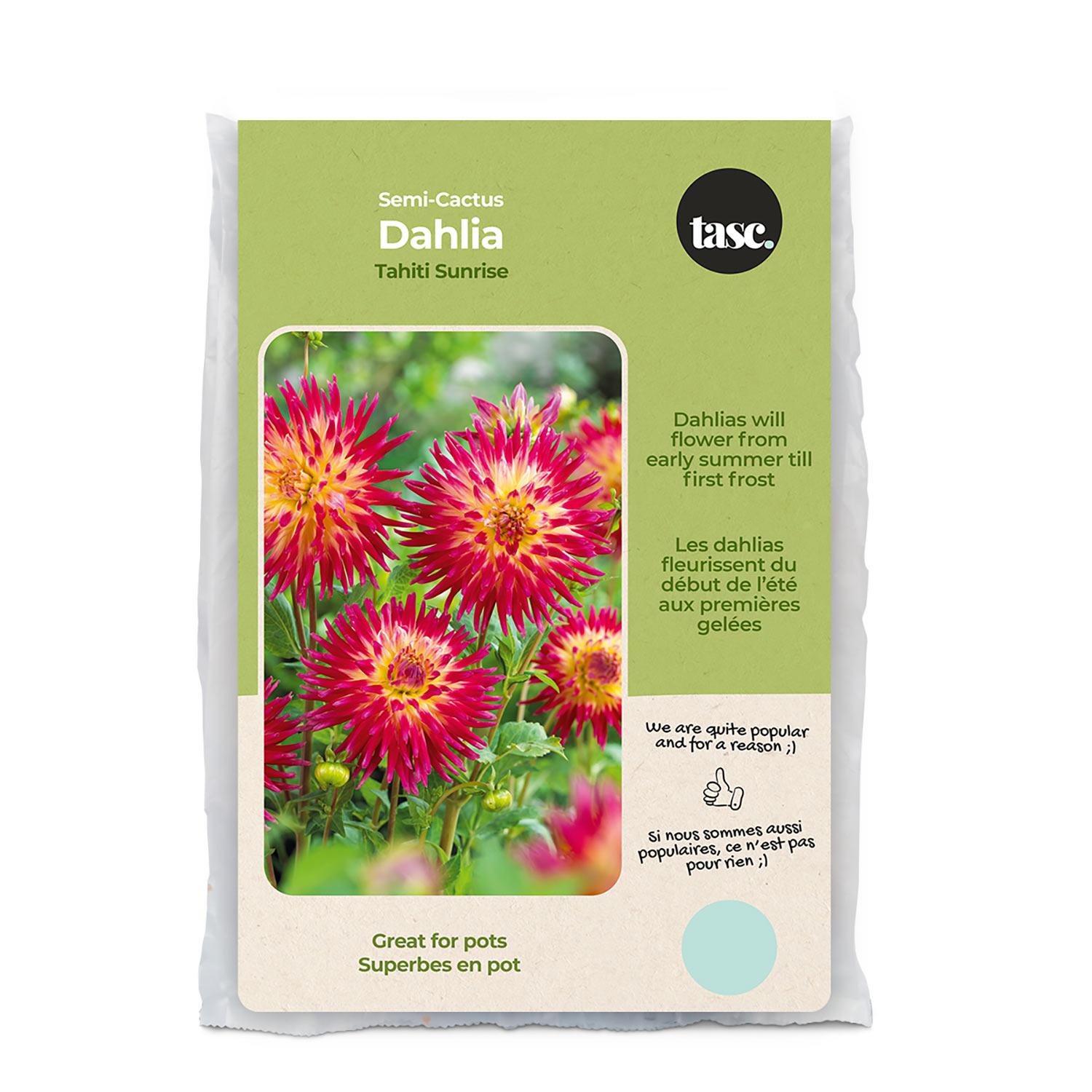 Dahlia Tahiti Sunrise Spring Bulb