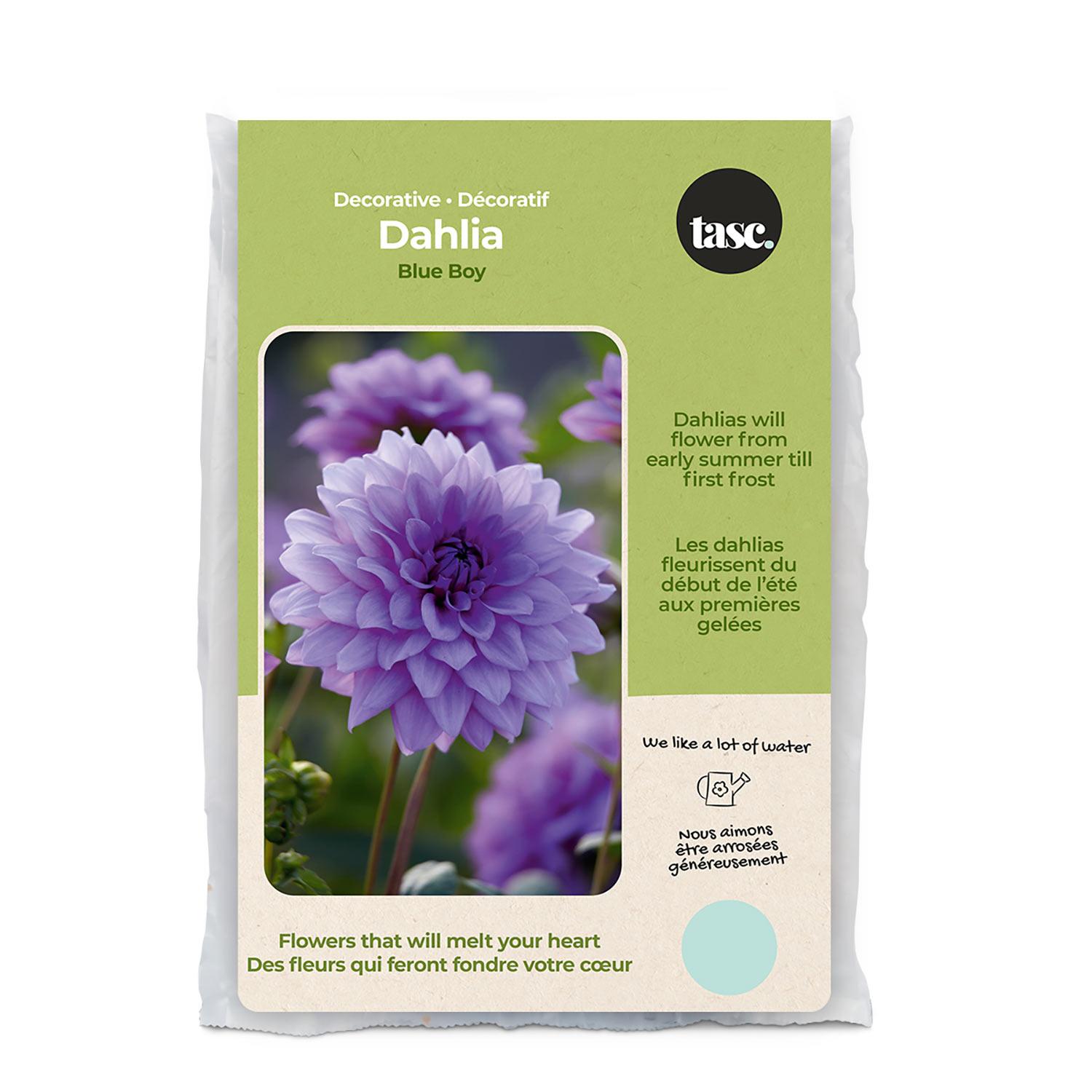 Dahlia Blue Boy Spring Bulb