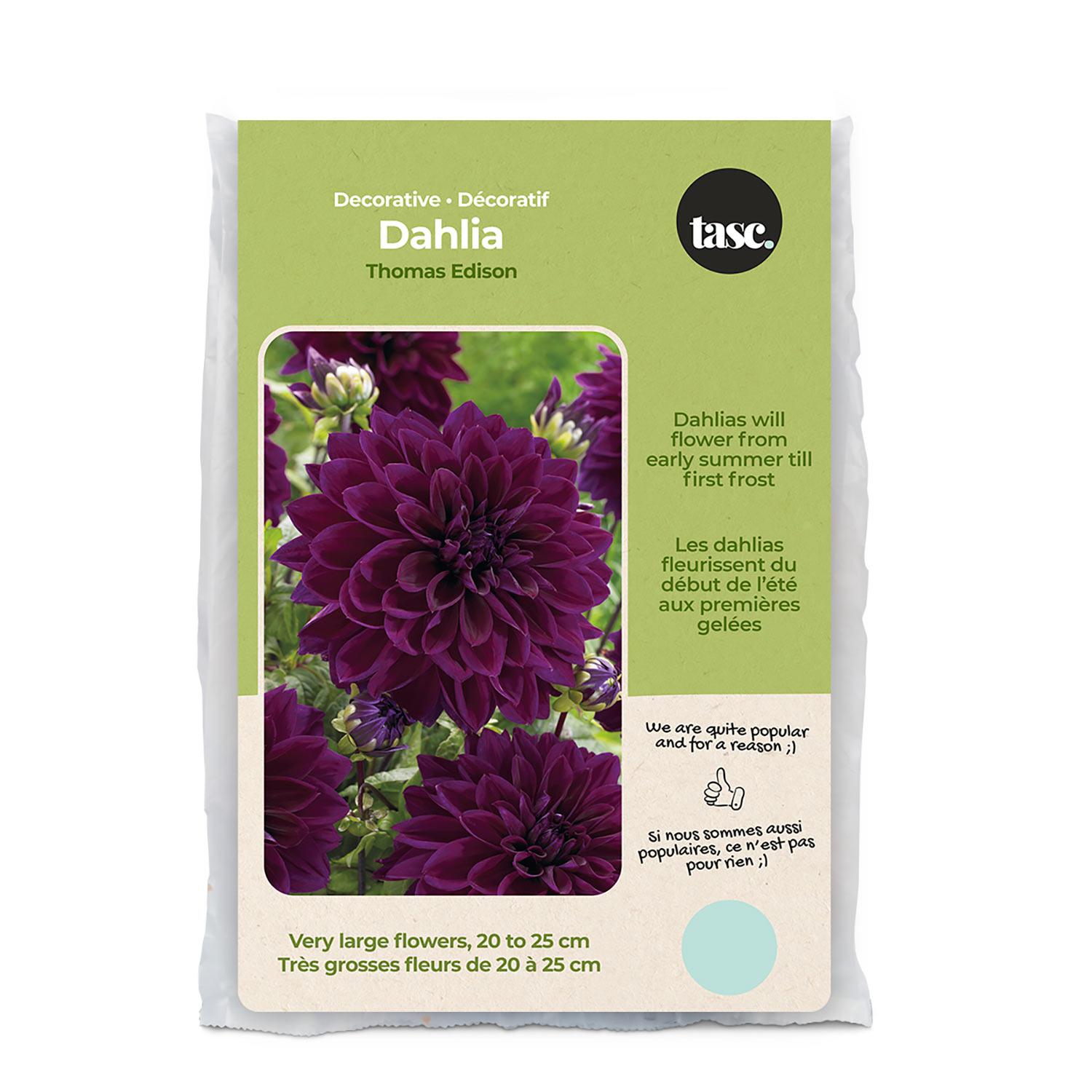 Bulbes de printemps dahlia Thomas Edison