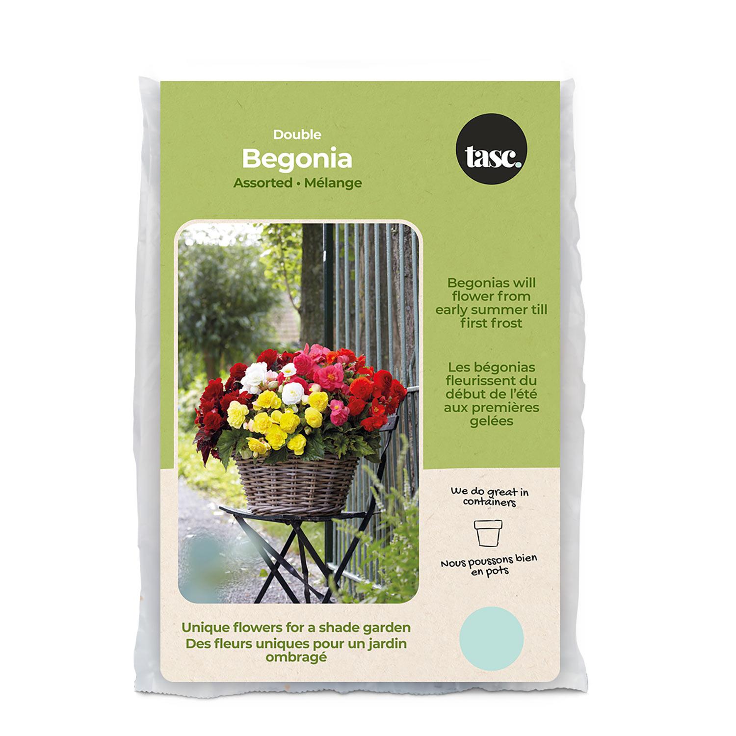 Bulbes de printemps bégonia double