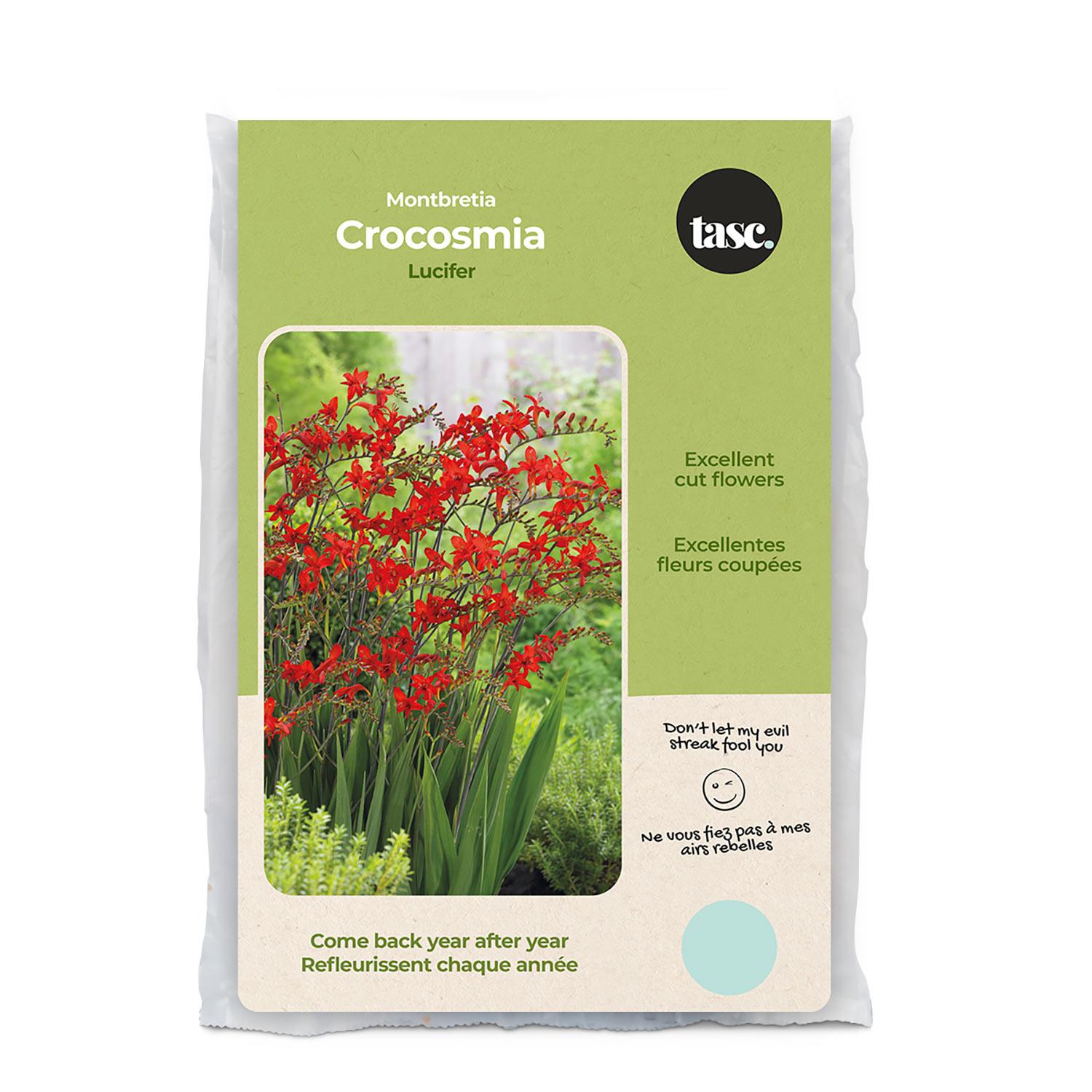 Bulbe de printemps Crocosmia lucifer