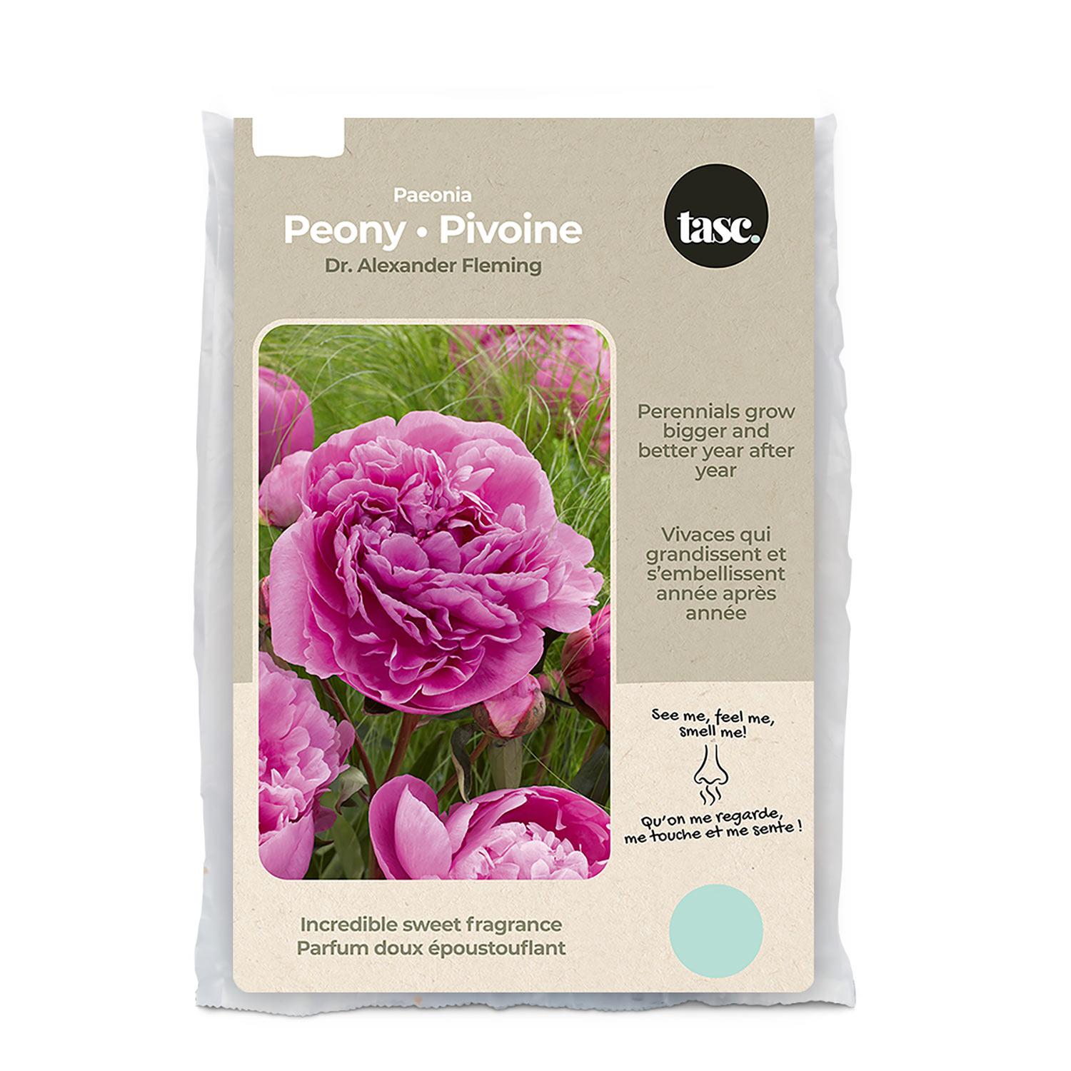 Bulbe de printemps pivoine Dr. Alexander Fleming