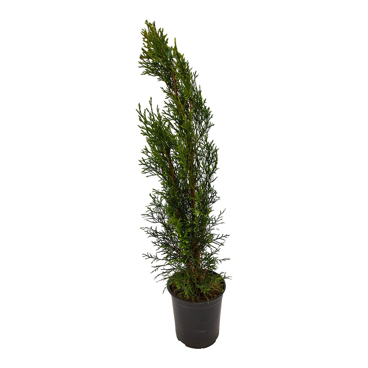 Emerald Cedar 1G
