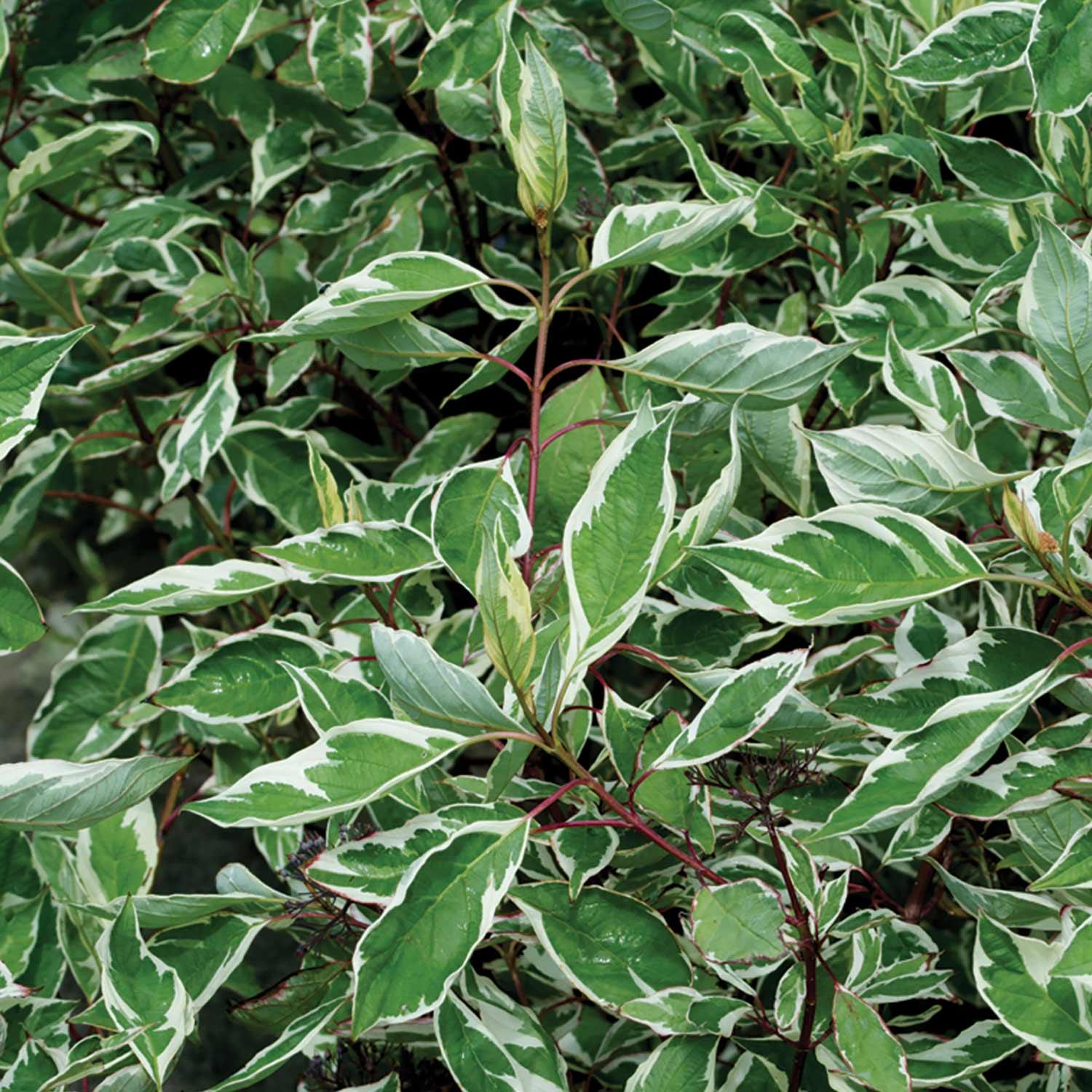 Silverleaf Dogwood 2G