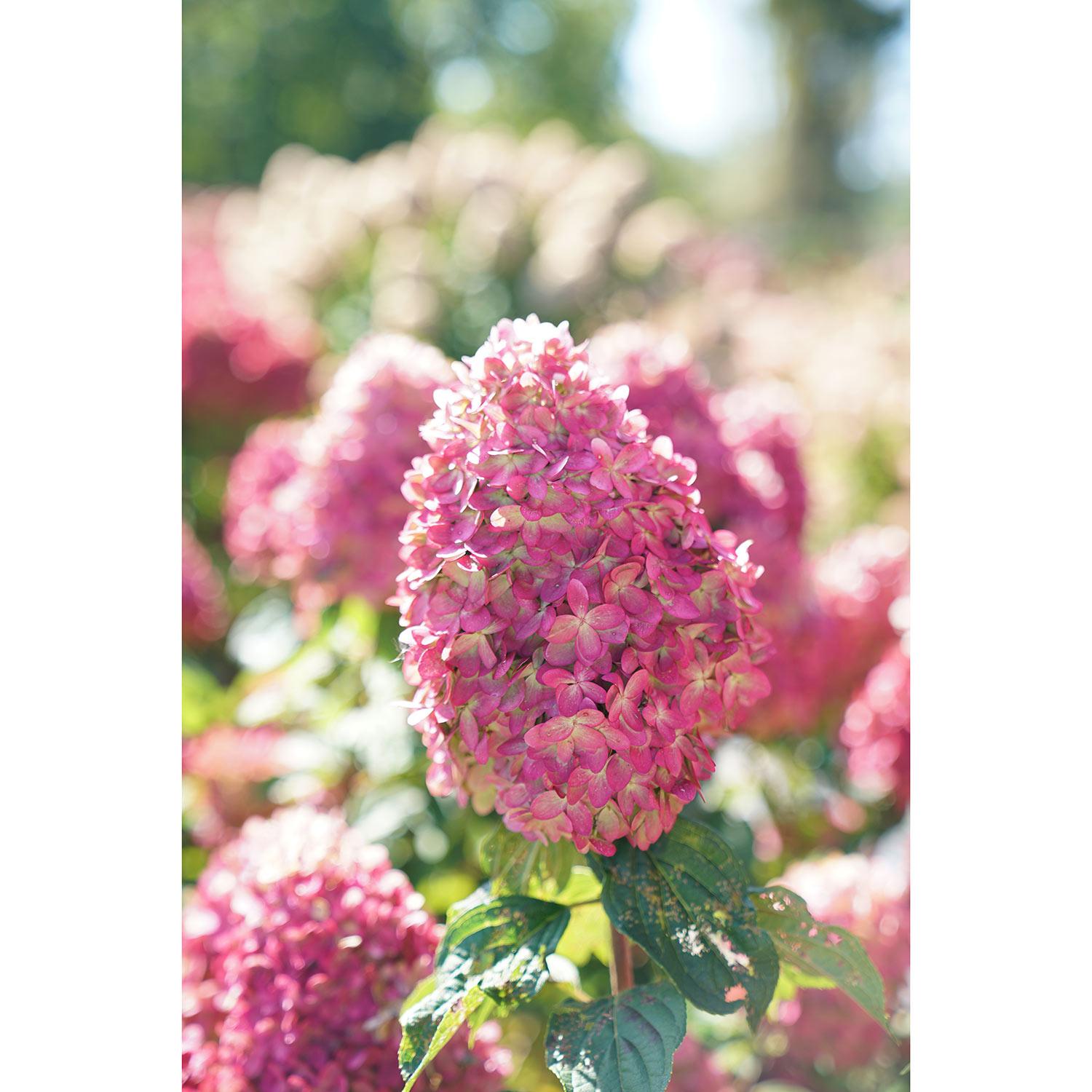 Hortensia première qualité PW® Limelight 2 gal
