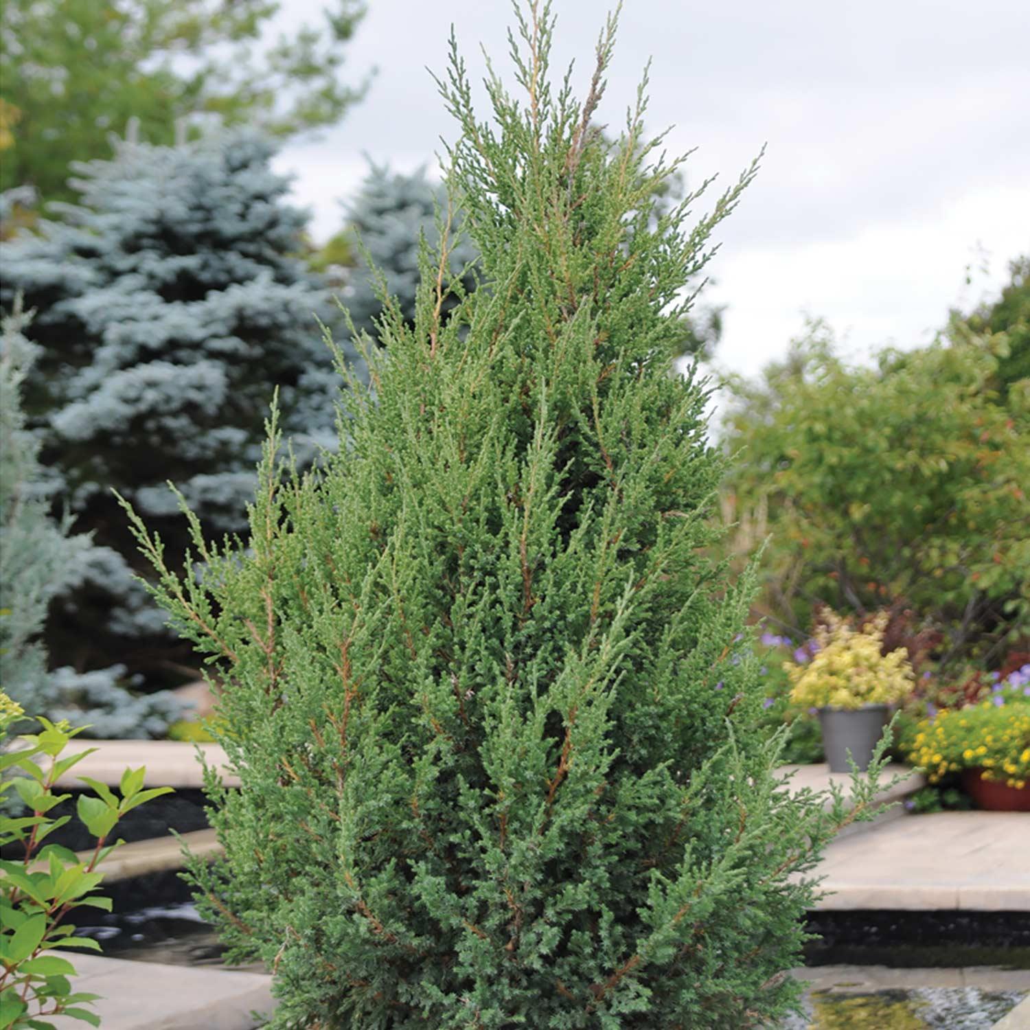 Mountbatten Juniper 7G