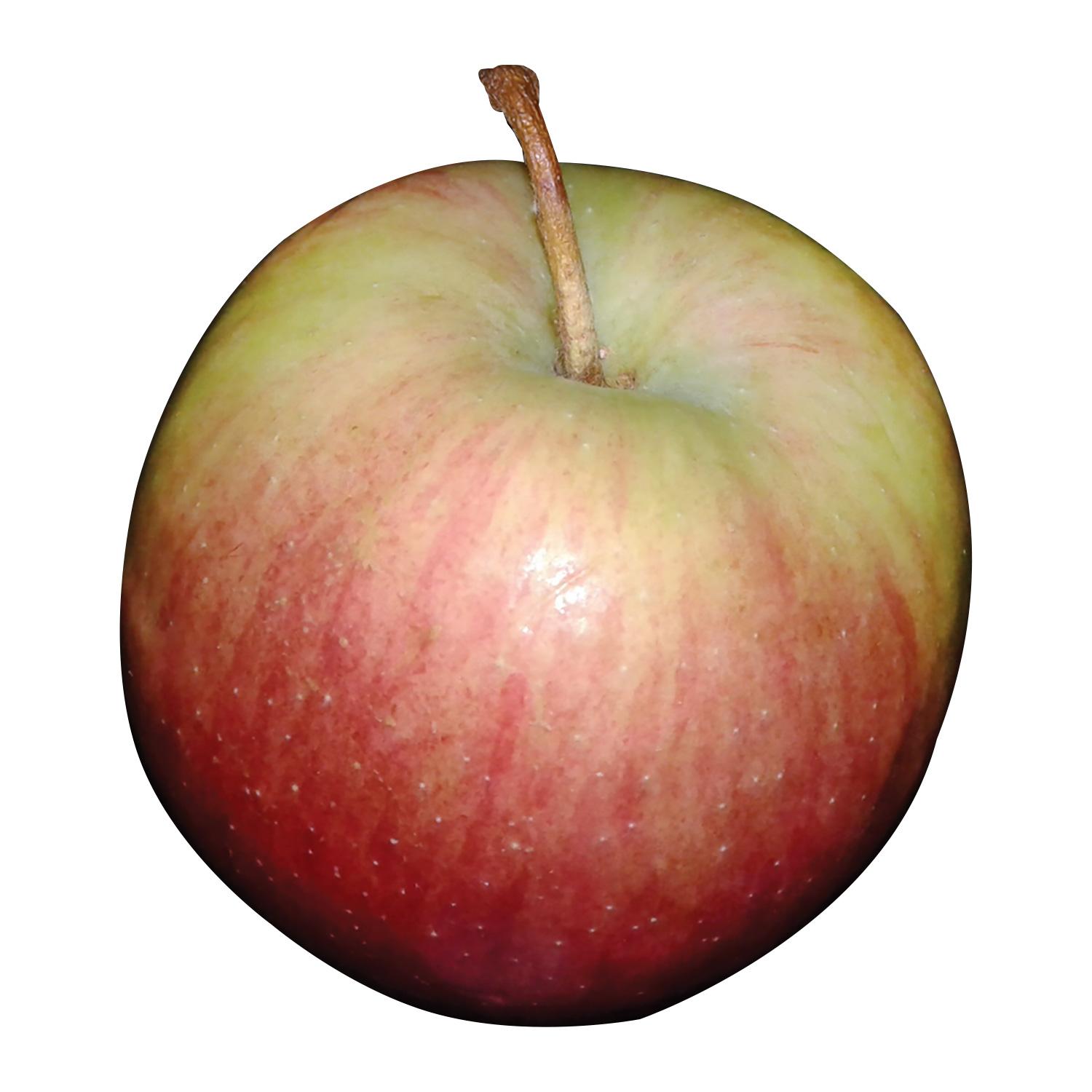 Empire Apple 7G