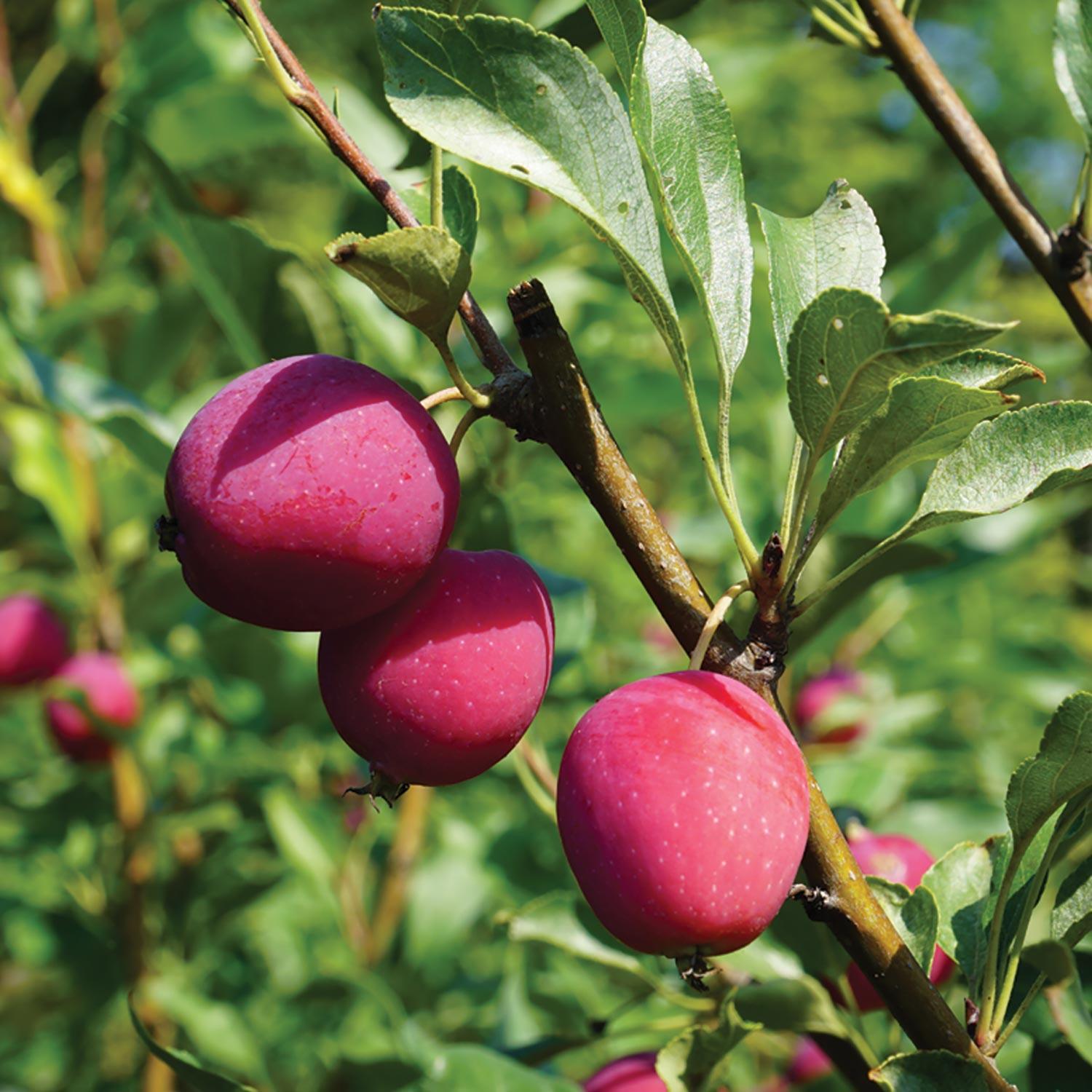 Pommier épicé Dolgo 7 gal