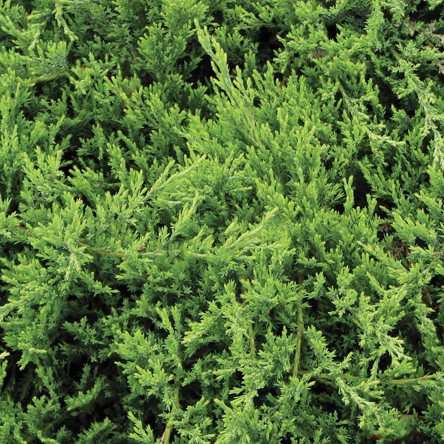 Youngstown Juniper 1G