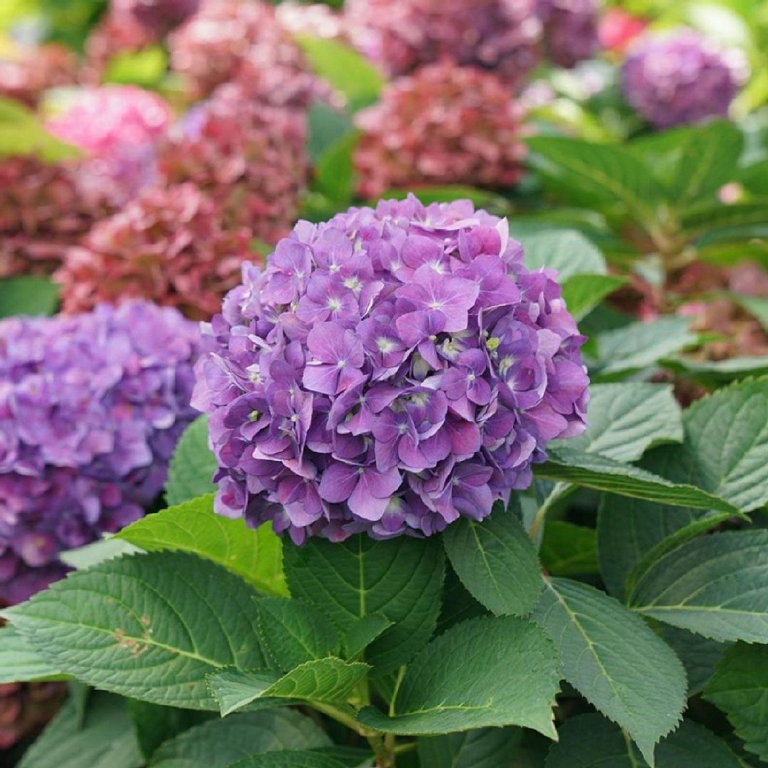 Lets Dance Arriba Hydrangea 3G