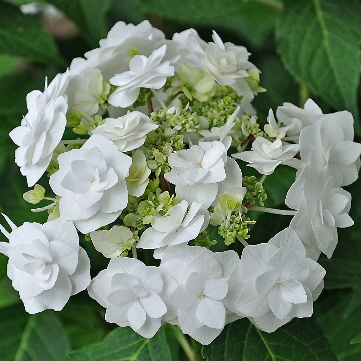 Hydrangea Wedding Gown 3G