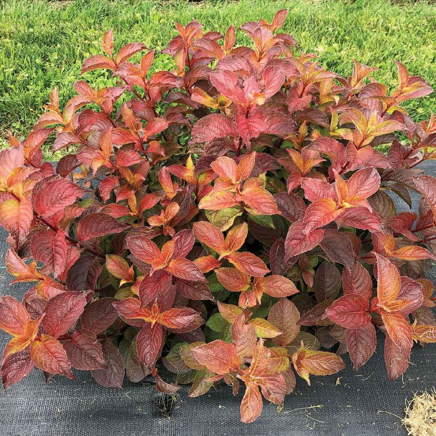 Weigela Midnight Sun (PW) 2G