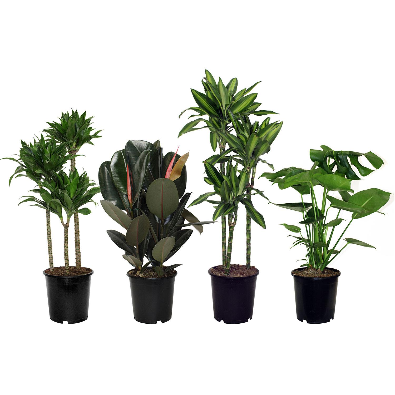 Assortiment tropical suprême 21cm