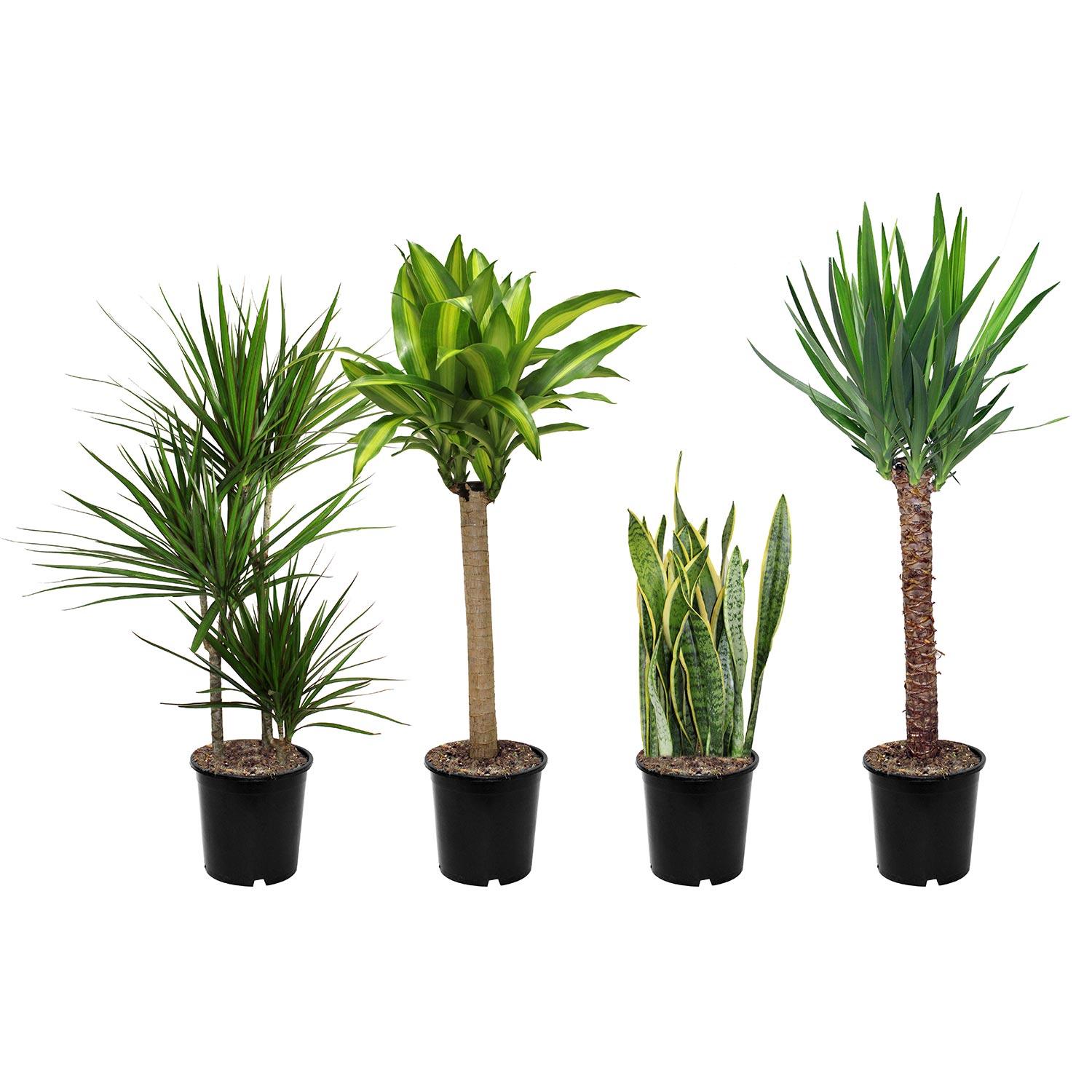 Assortiment premium tropical 21cm