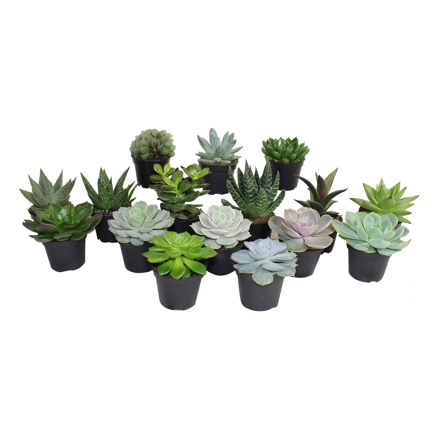 Assortiment de Succulentes 2.5"