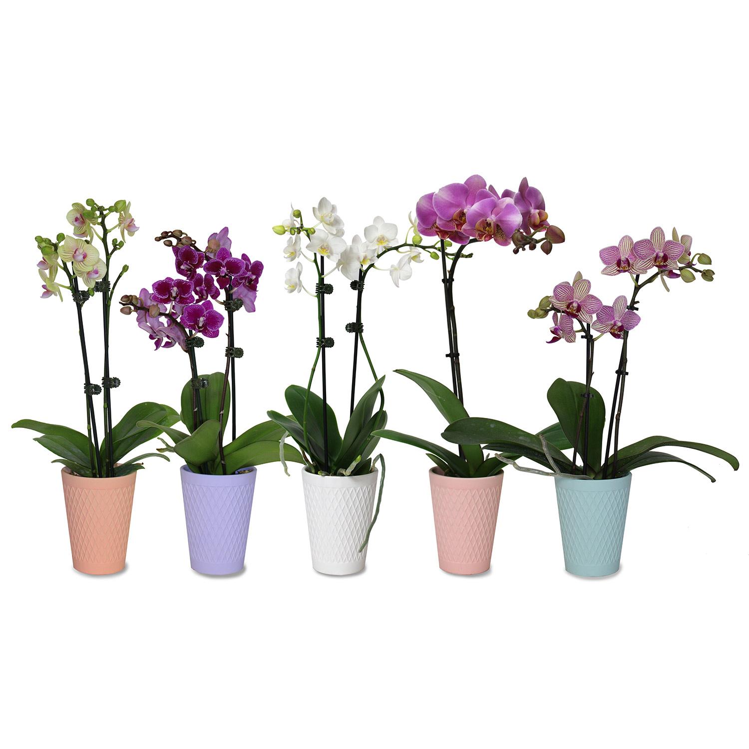 Spring Orchid In 4" Ceramic Pot