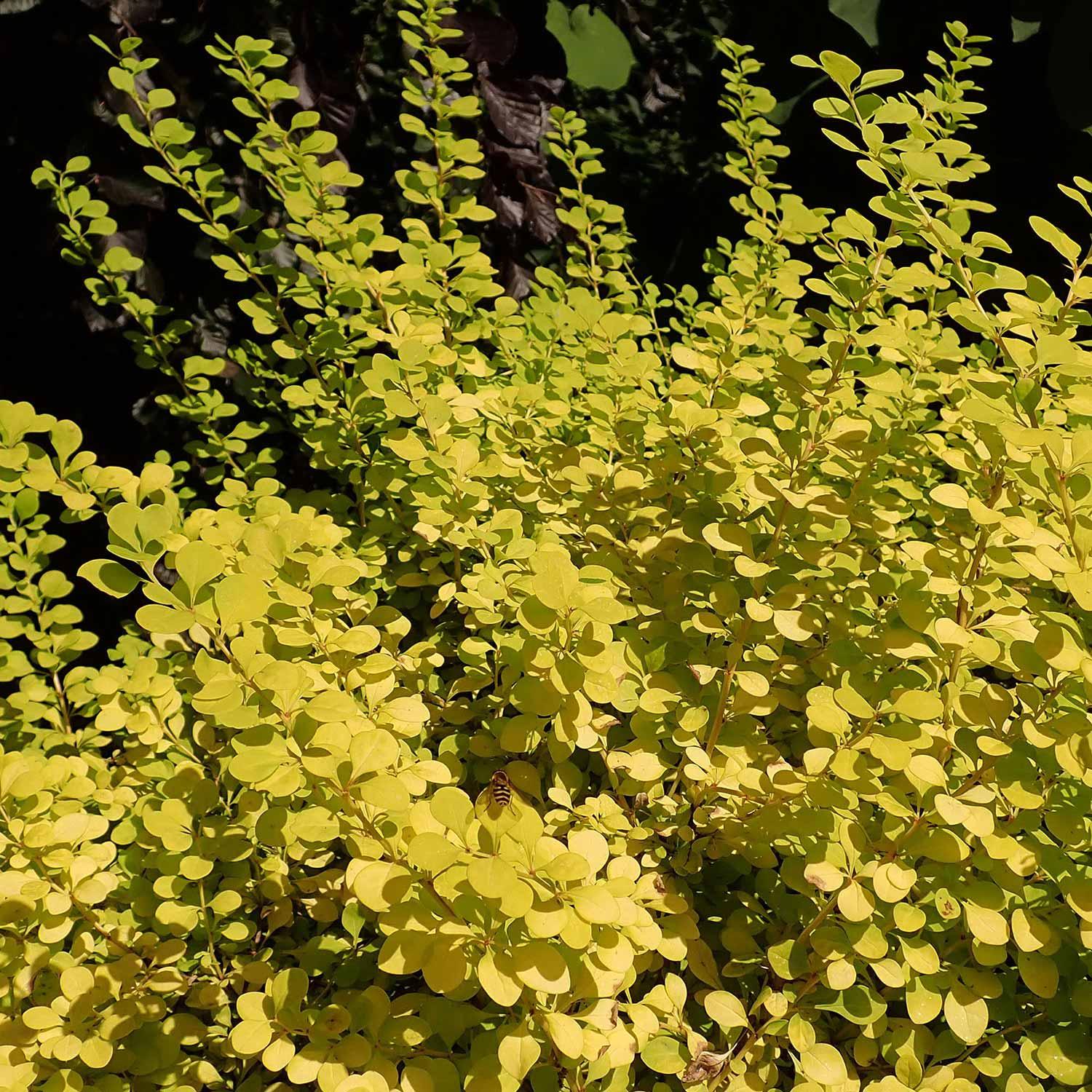 Aurea Nana Barberry 1G