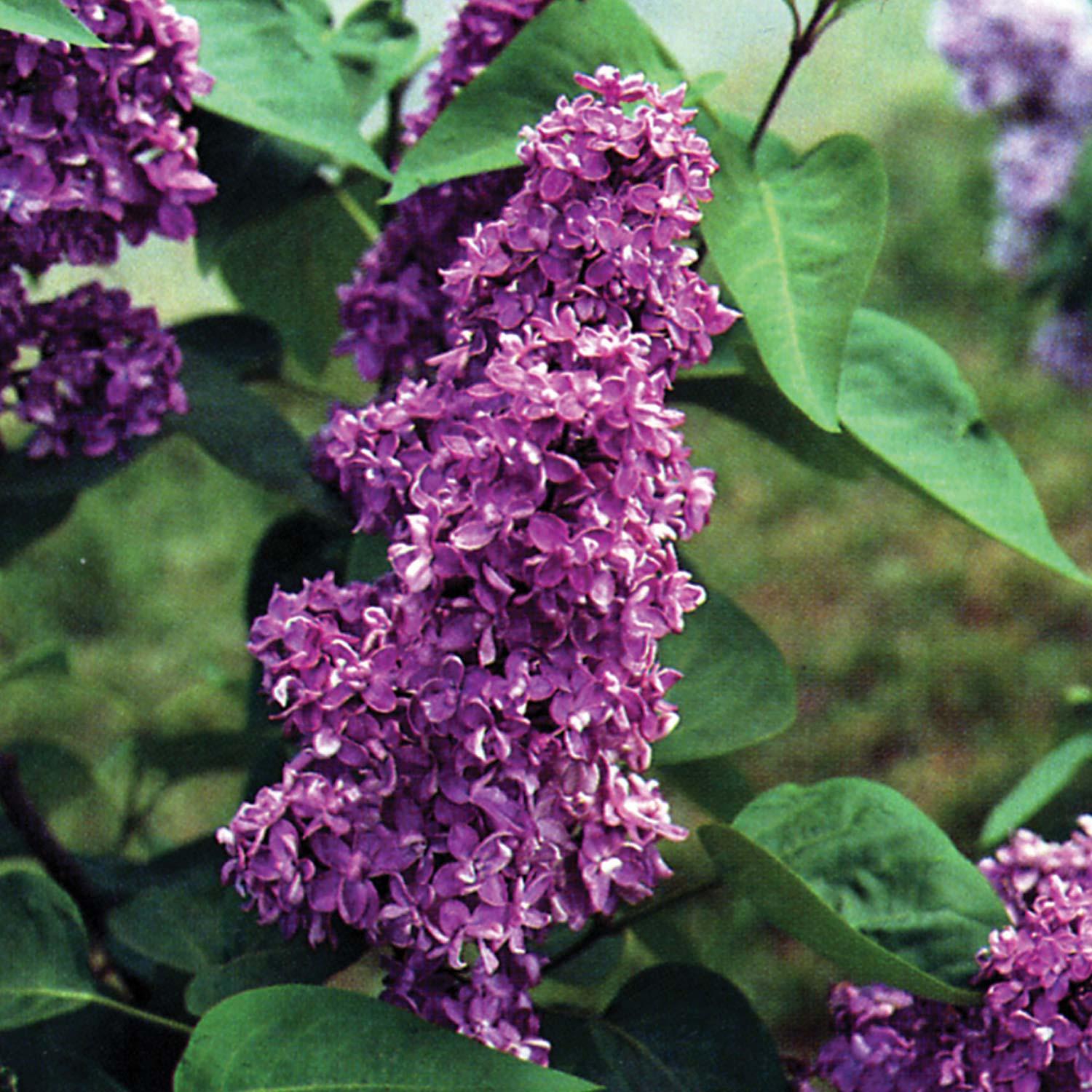 Lilas français Charles Joly 3G