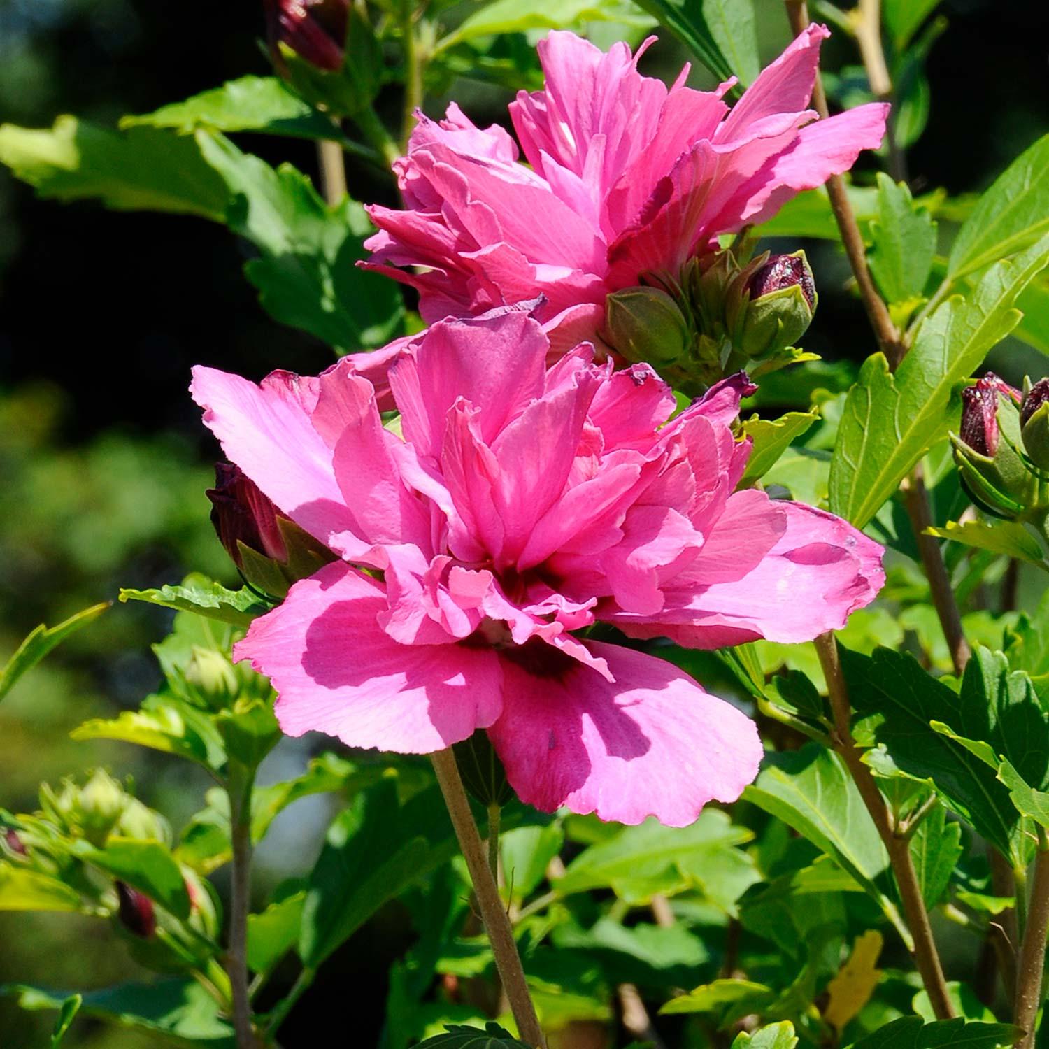Rose Of Sharon/Collie Mullens 2G Pink