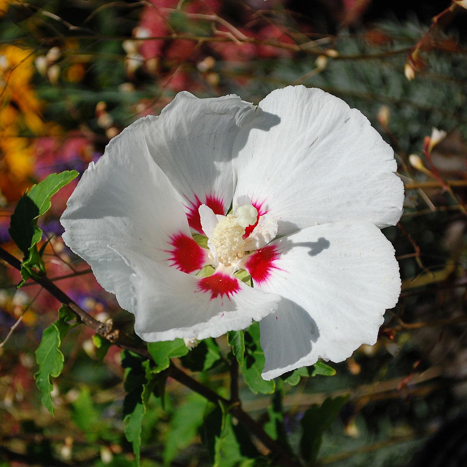 Rose Of Sharon/Helene 2G Red/Orange