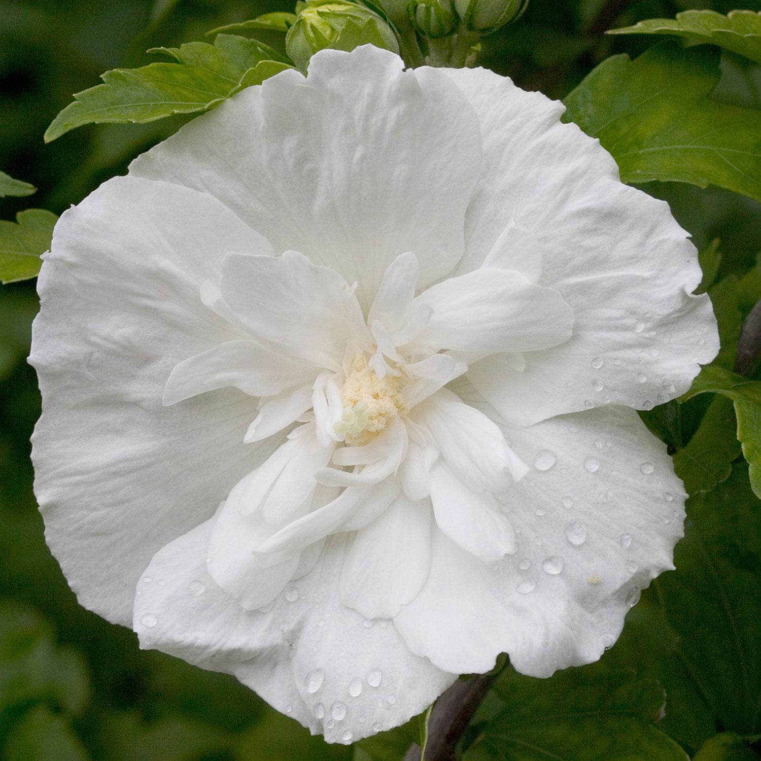 Rose de Sharon/White PW 2G