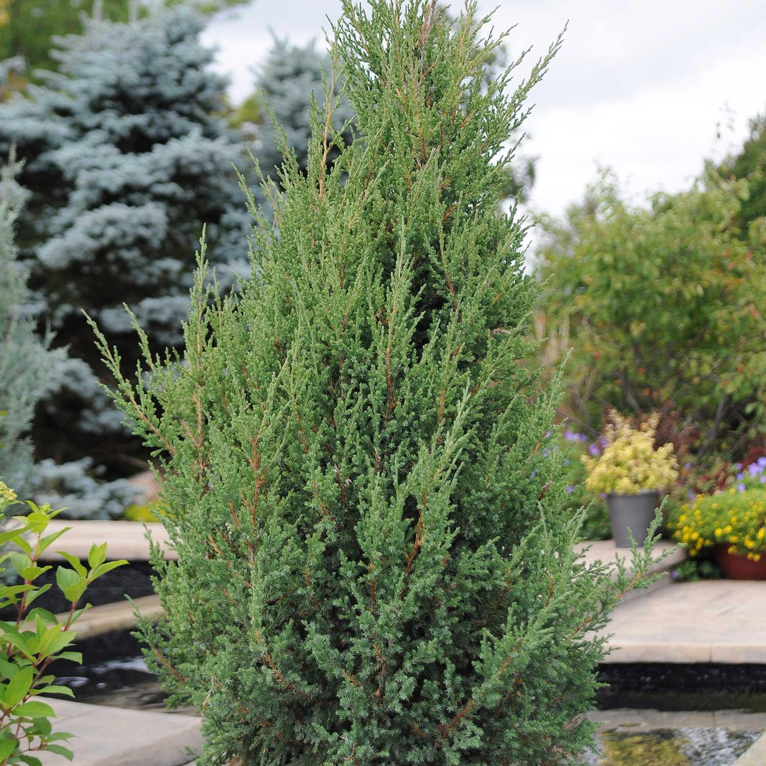 Mountbatten Juniper 7G