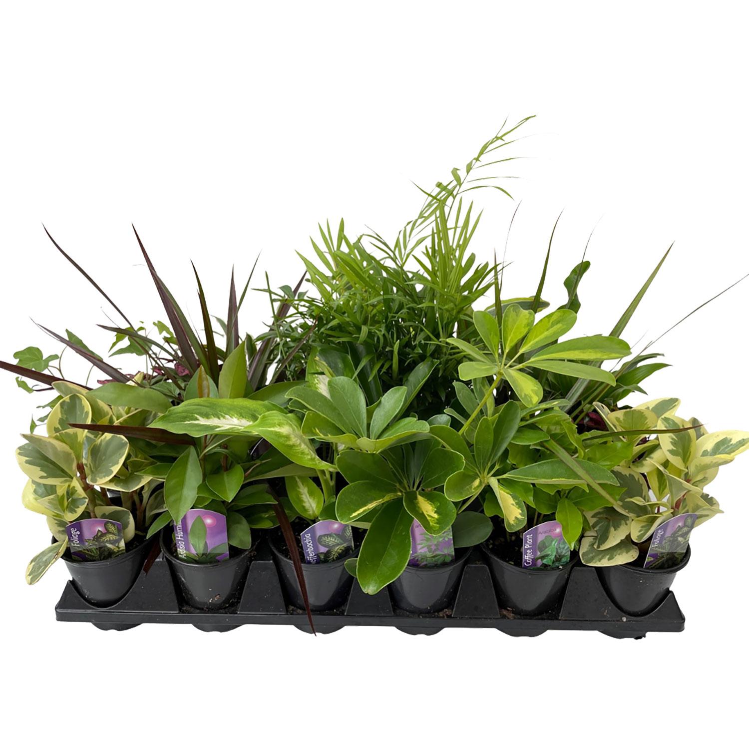 Feuillage tropical 3,5"
