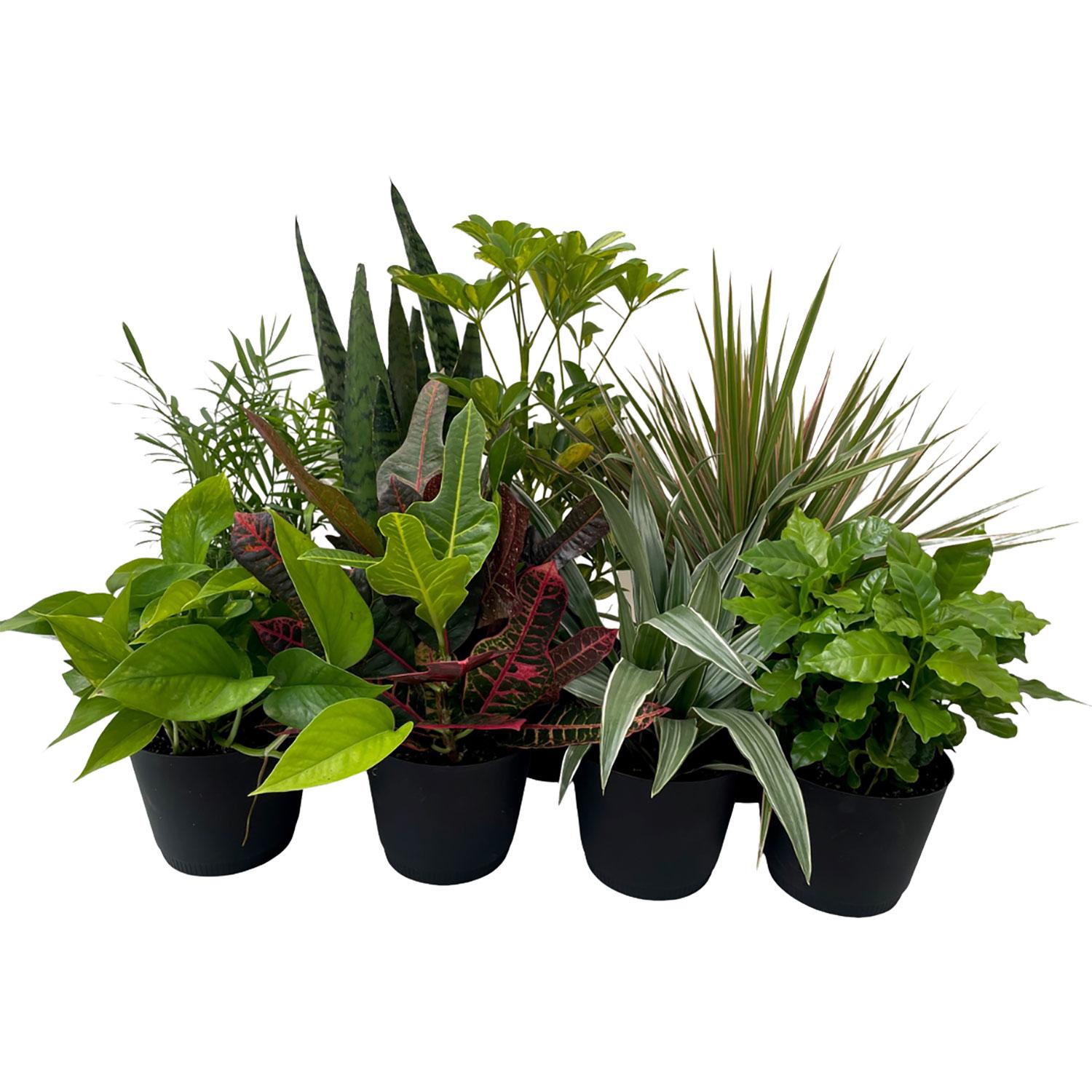 Feuillage Tropical 6"