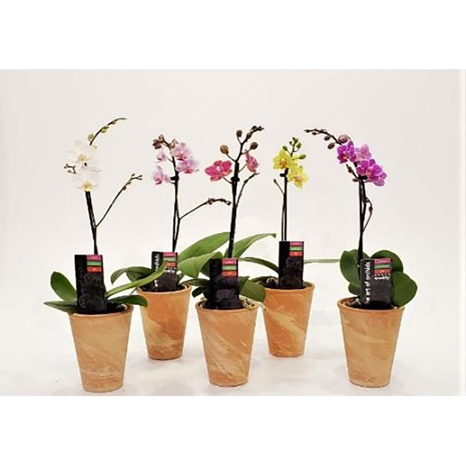 Orchidée Piccola 3" dans Argile