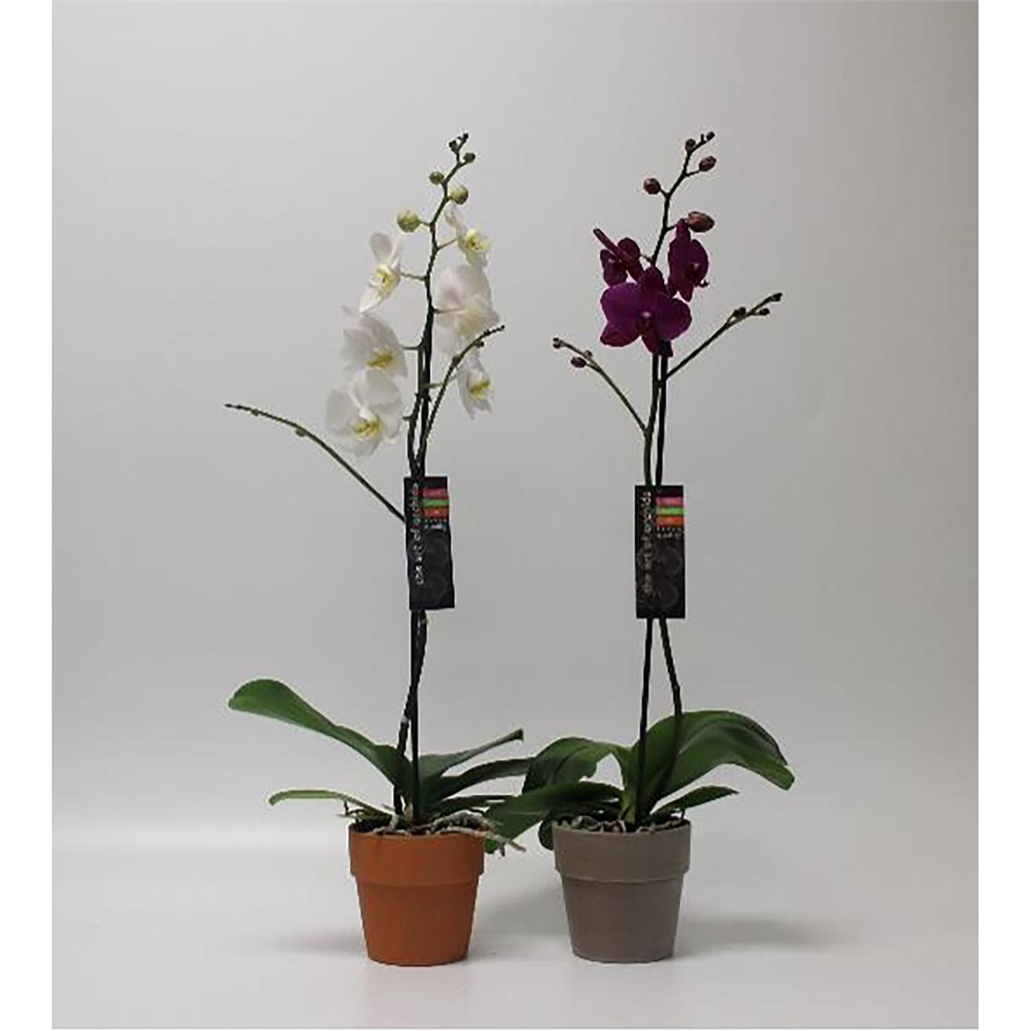 Orchidée Magnifica 5" en Argile