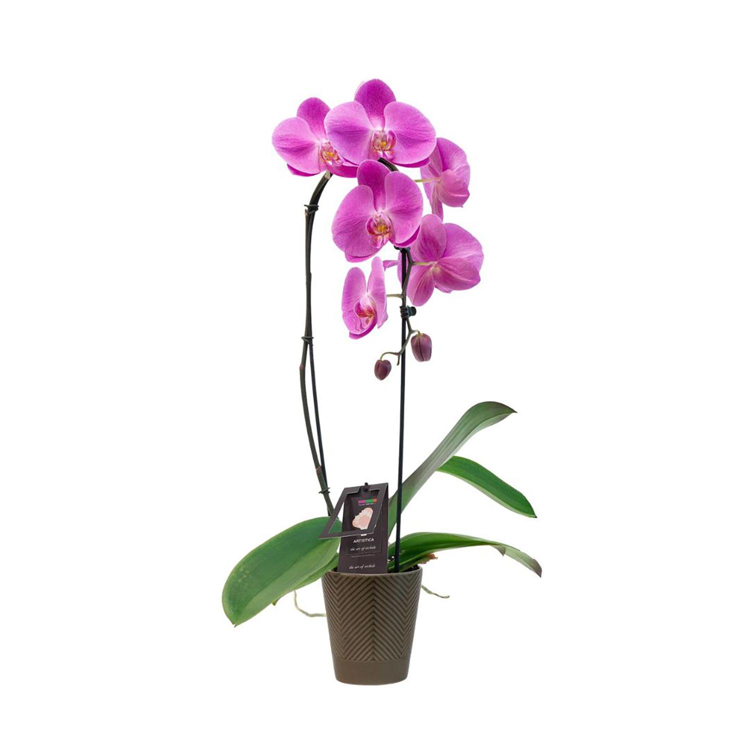 Cascade d’Orchidée Artistica 5" en Céramique