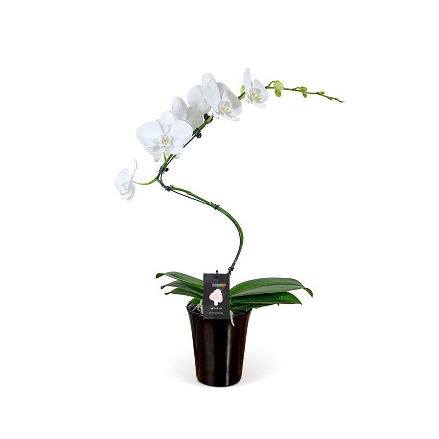 Ouragan Artistica Orchid 5" en céramique