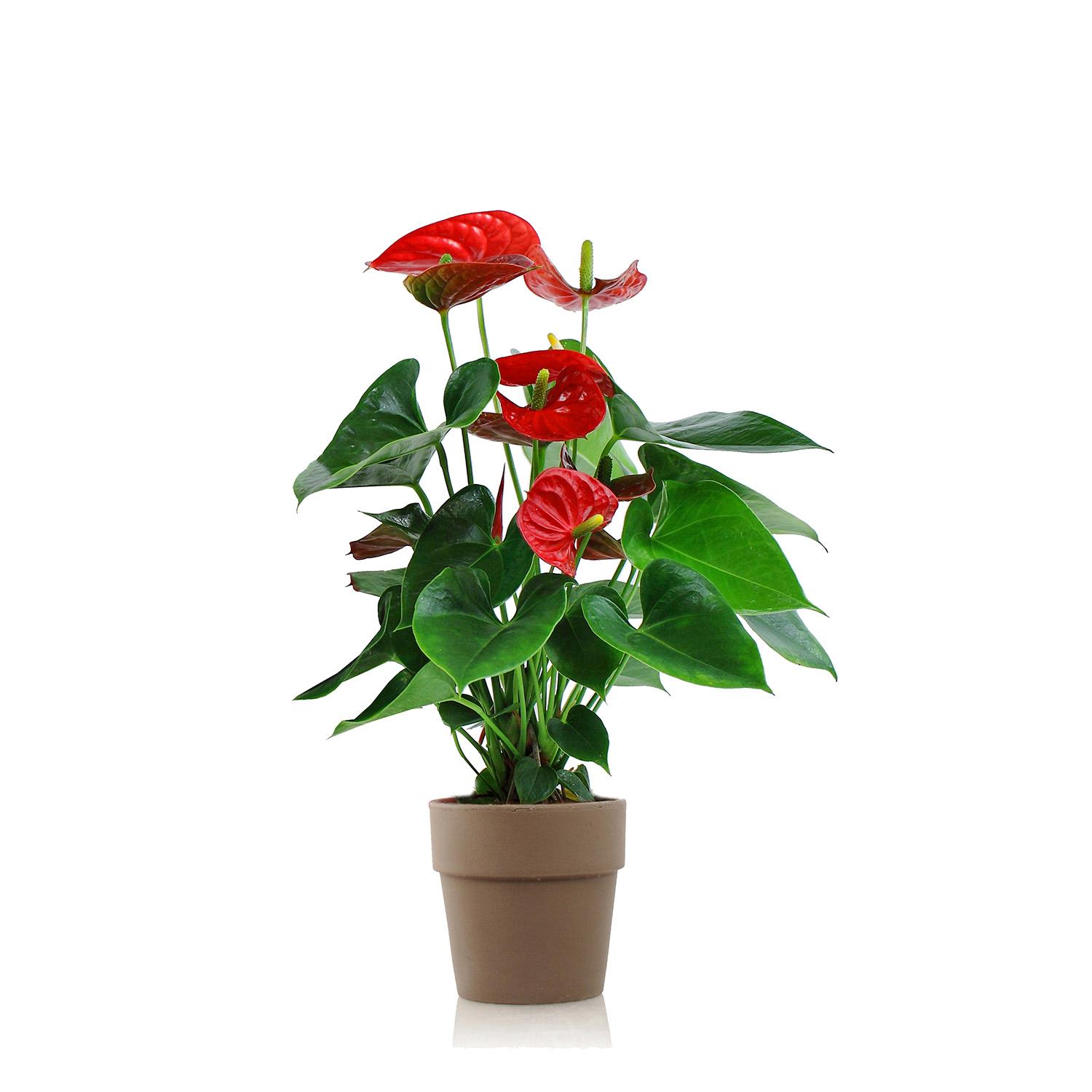 Anthurium 5" en Argile