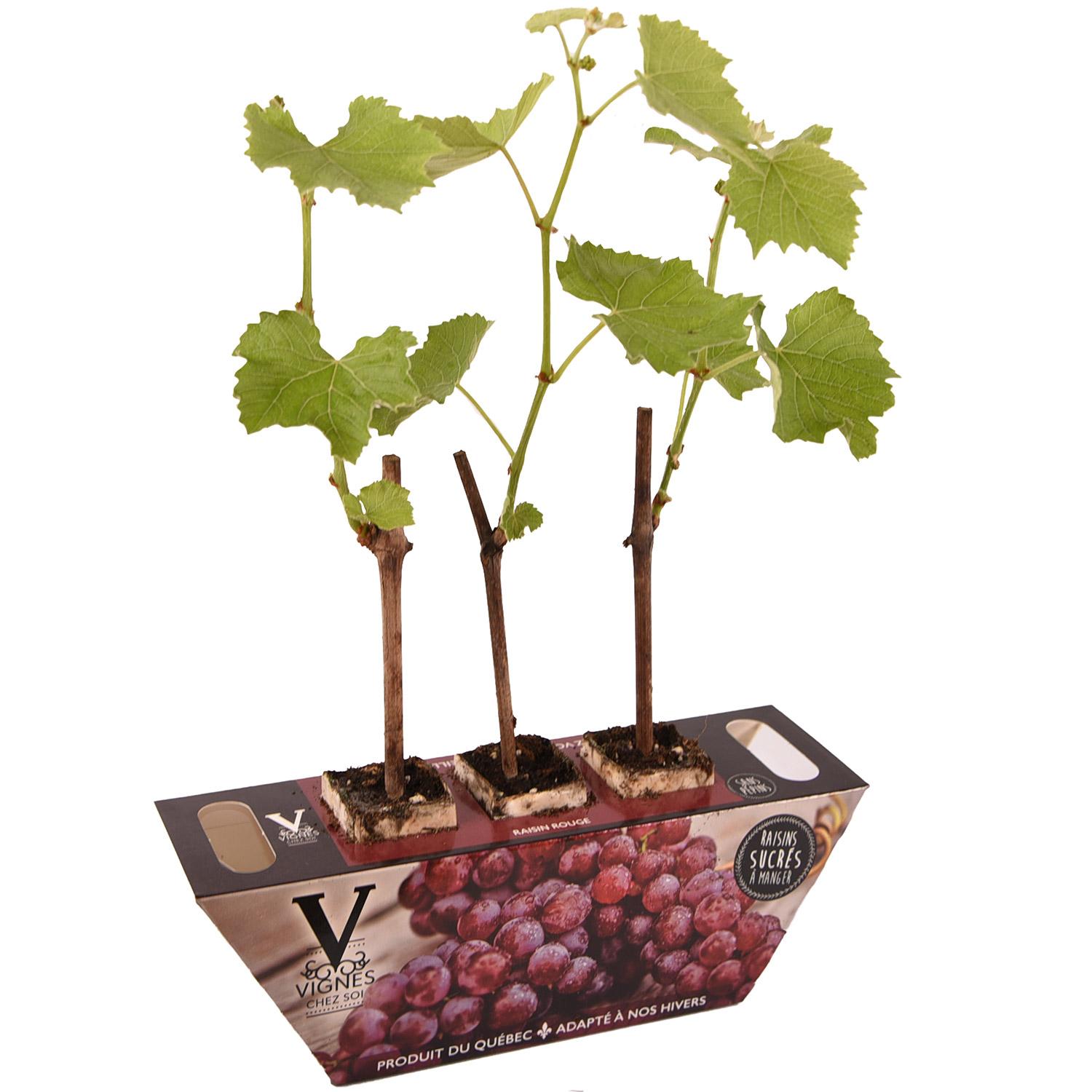Boîte Trio de Raisins Rouges de Table